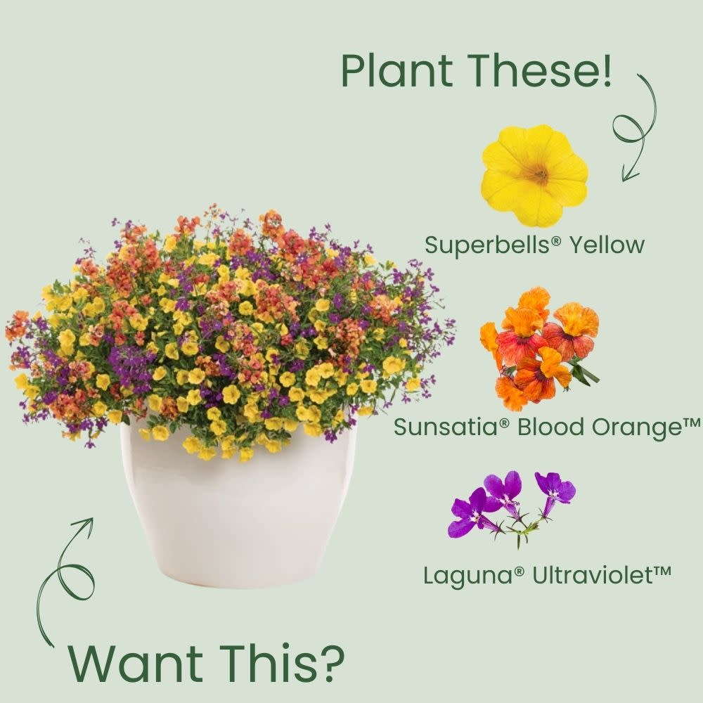 Superbells® Yellow Calibrachoa - Image 6