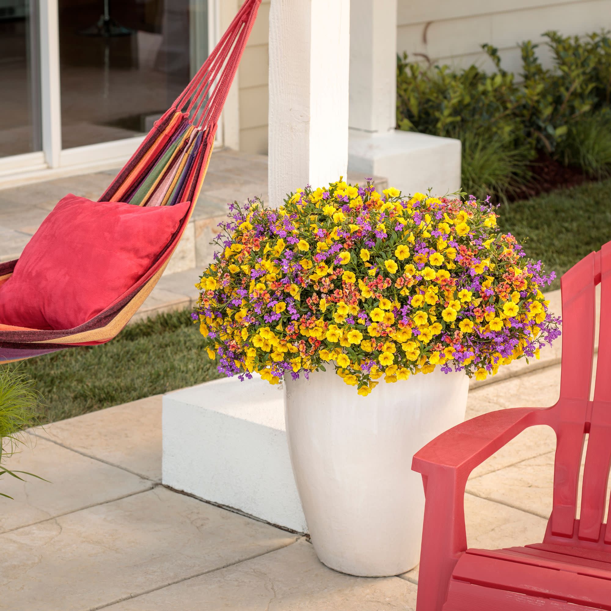 Superbells® Yellow Calibrachoa - Image 7