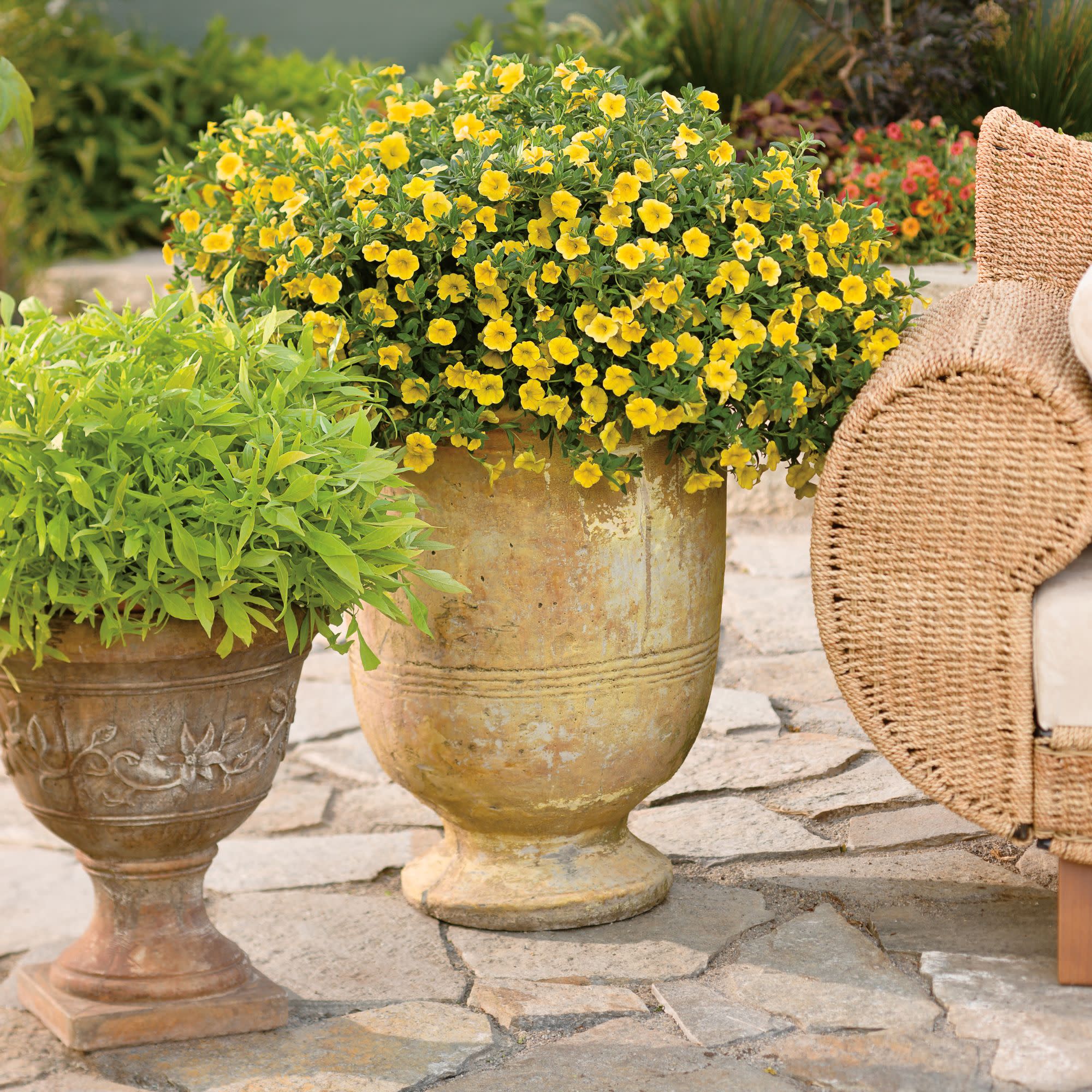 Superbells® Yellow Calibrachoa - Image 8