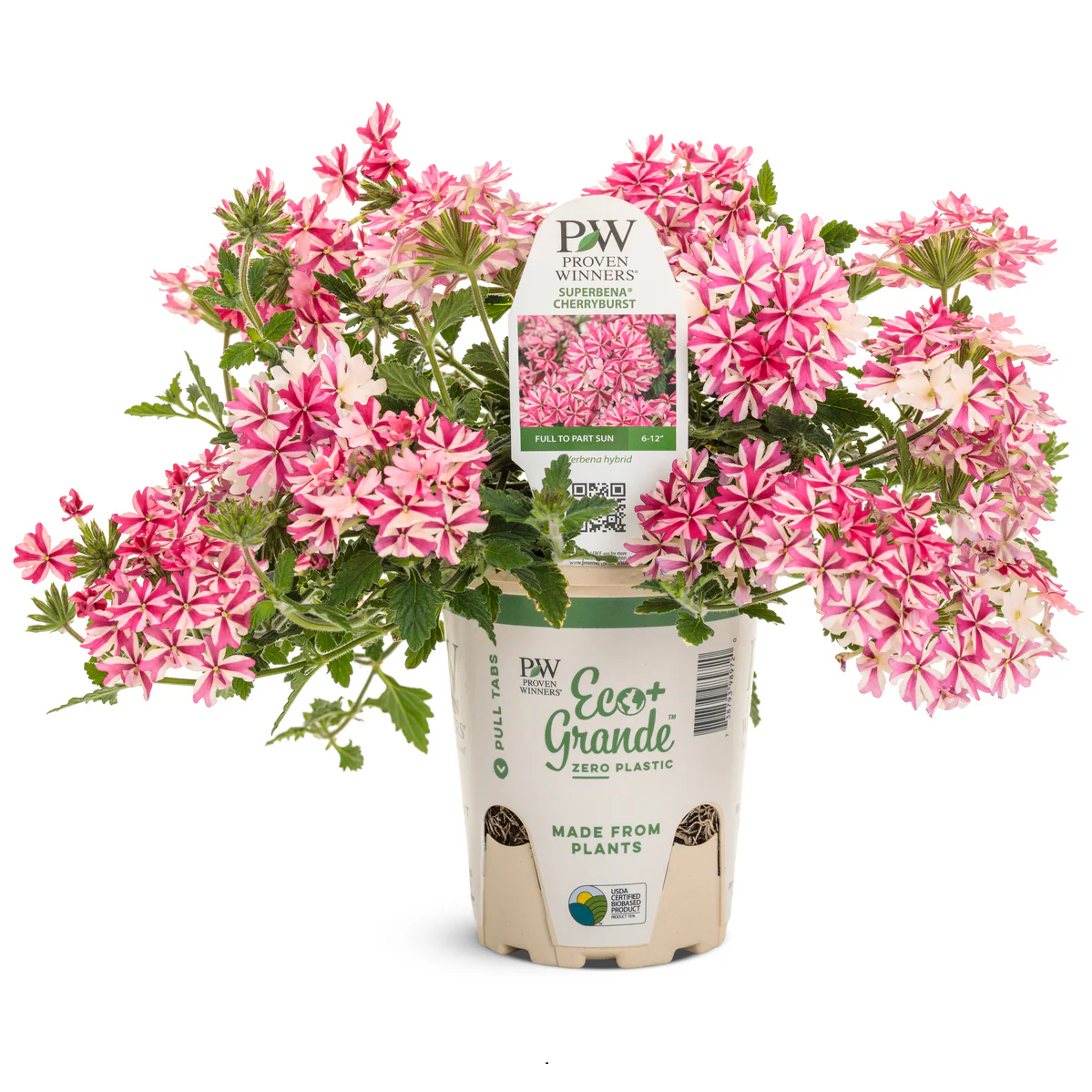 Superbena® Cherryburst Verbena - Image 2
