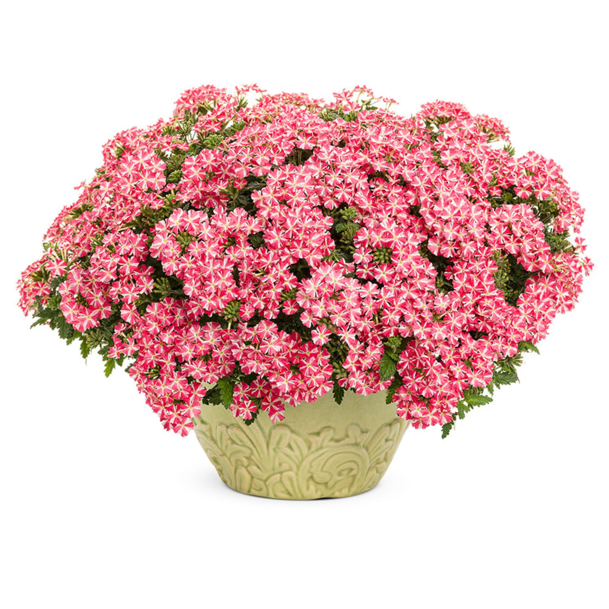 Superbena® Cherryburst Verbena - Image 4