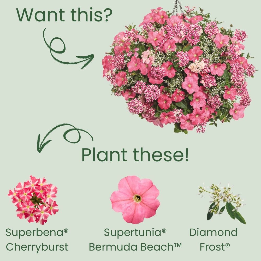 Superbena® Cherryburst Verbena - Image 5