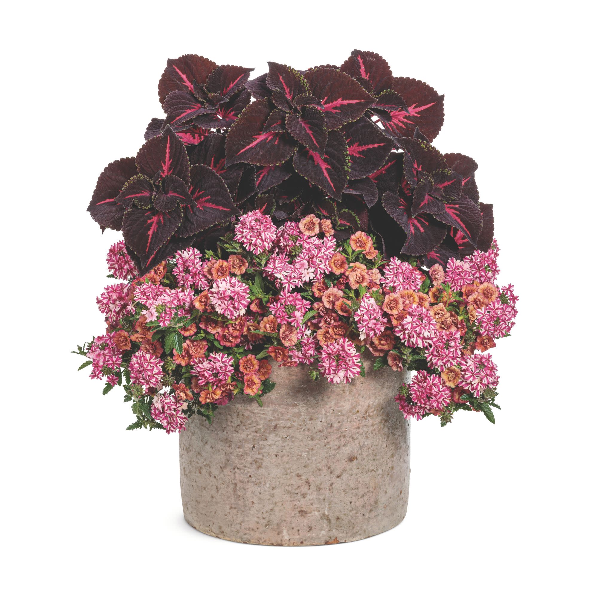 Superbena® Cherryburst Verbena - Image 6