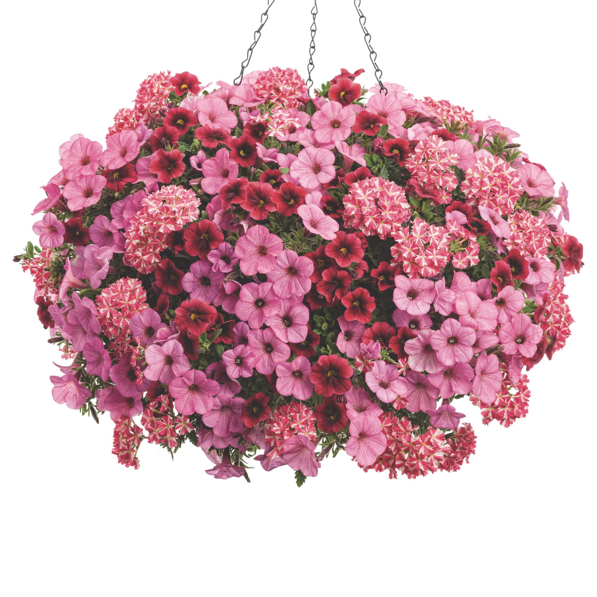 Superbena® Cherryburst Verbena - Image 7