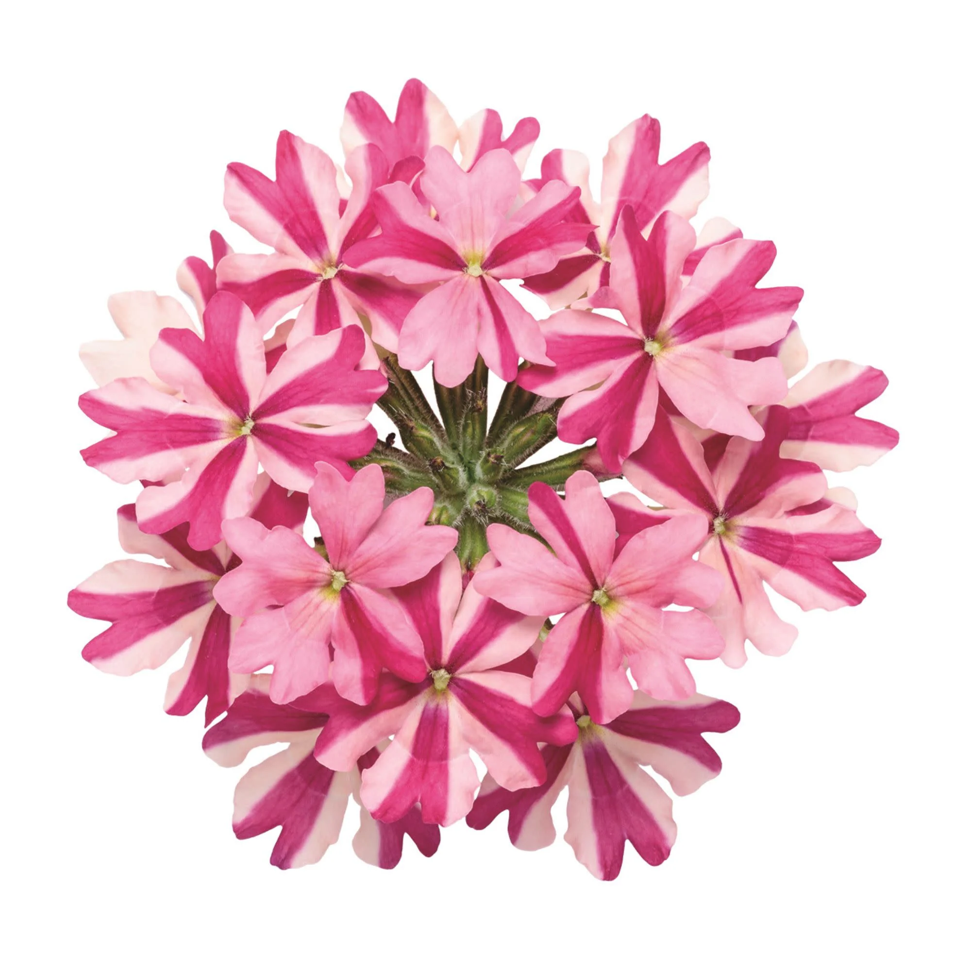 Superbena® Cherryburst Verbena - Image 8