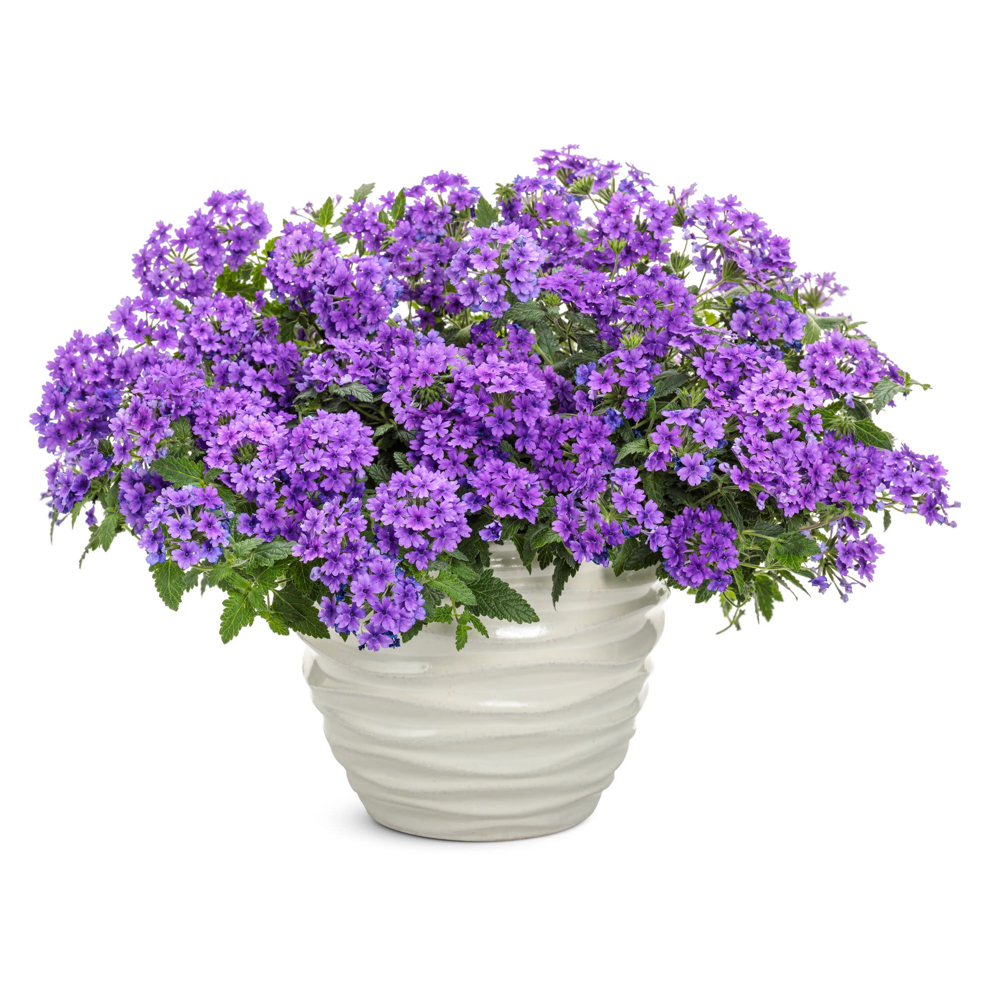 Superbena® Cobalt™ Verbena - Image 5