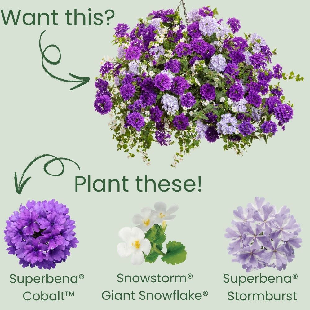 Superbena® Cobalt™ Verbena - Image 6