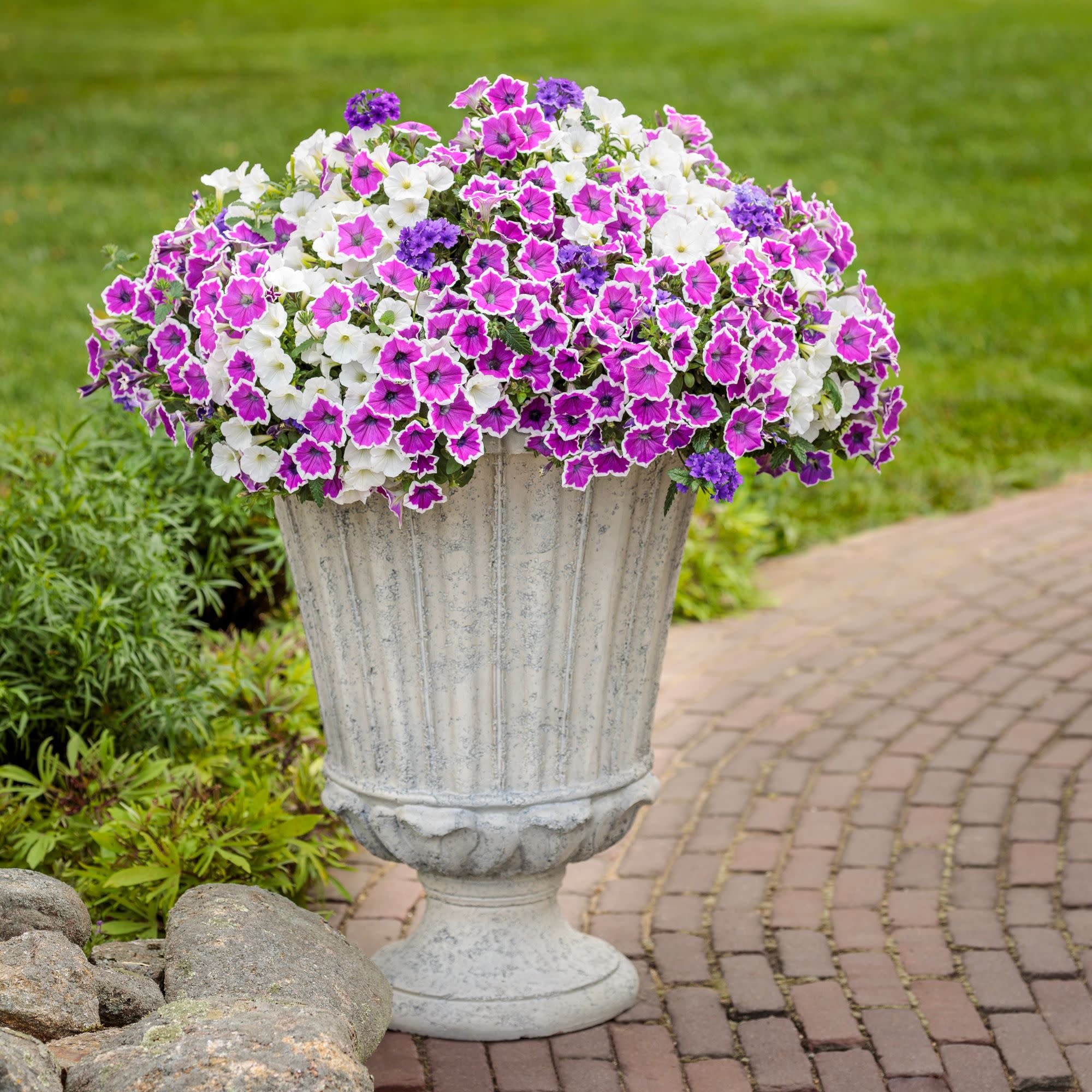 Superbena® Cobalt™ Verbena - Image 8