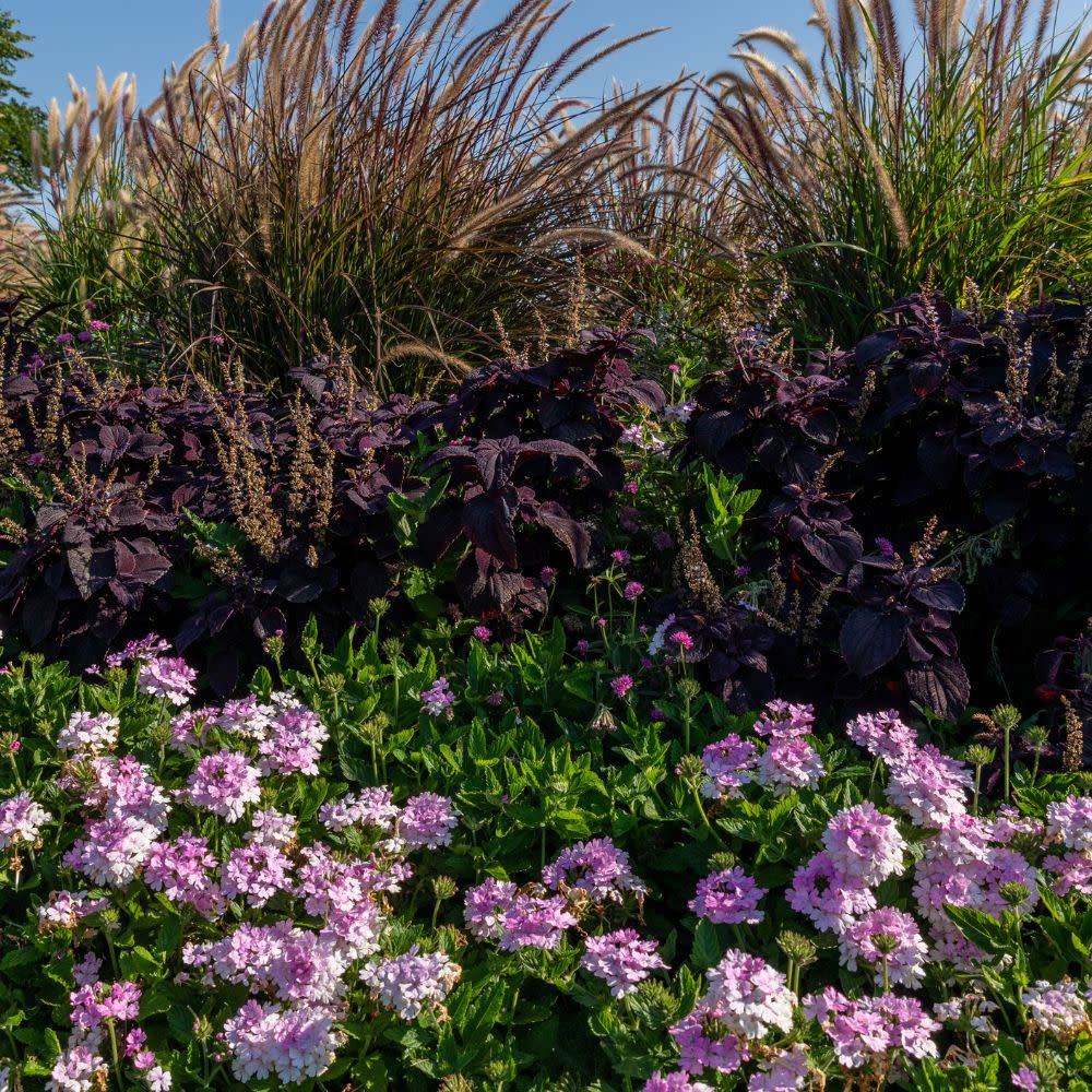 Superbena® Pink Cashmere™ Verbena - Image 9