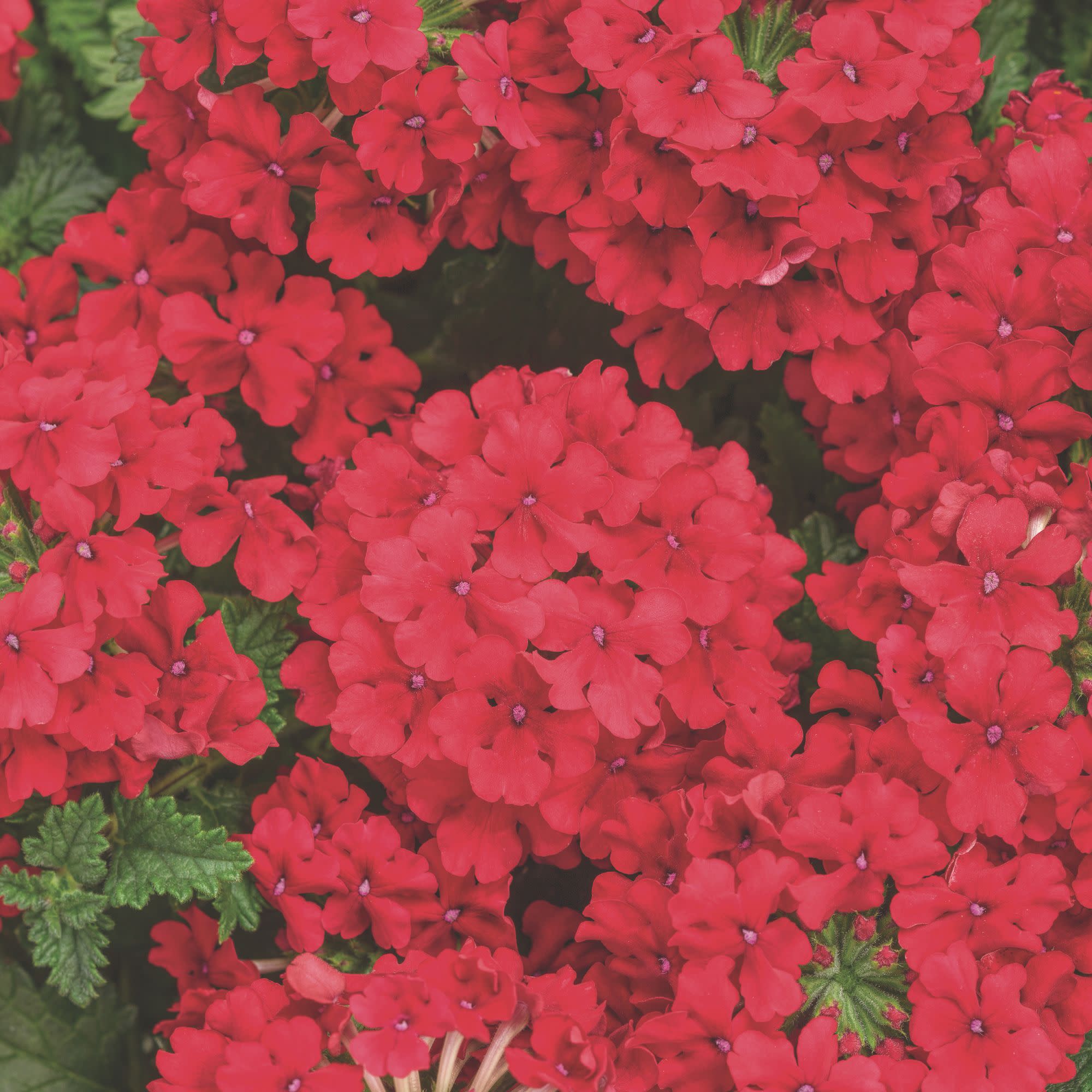 Superbena® Red Verbena