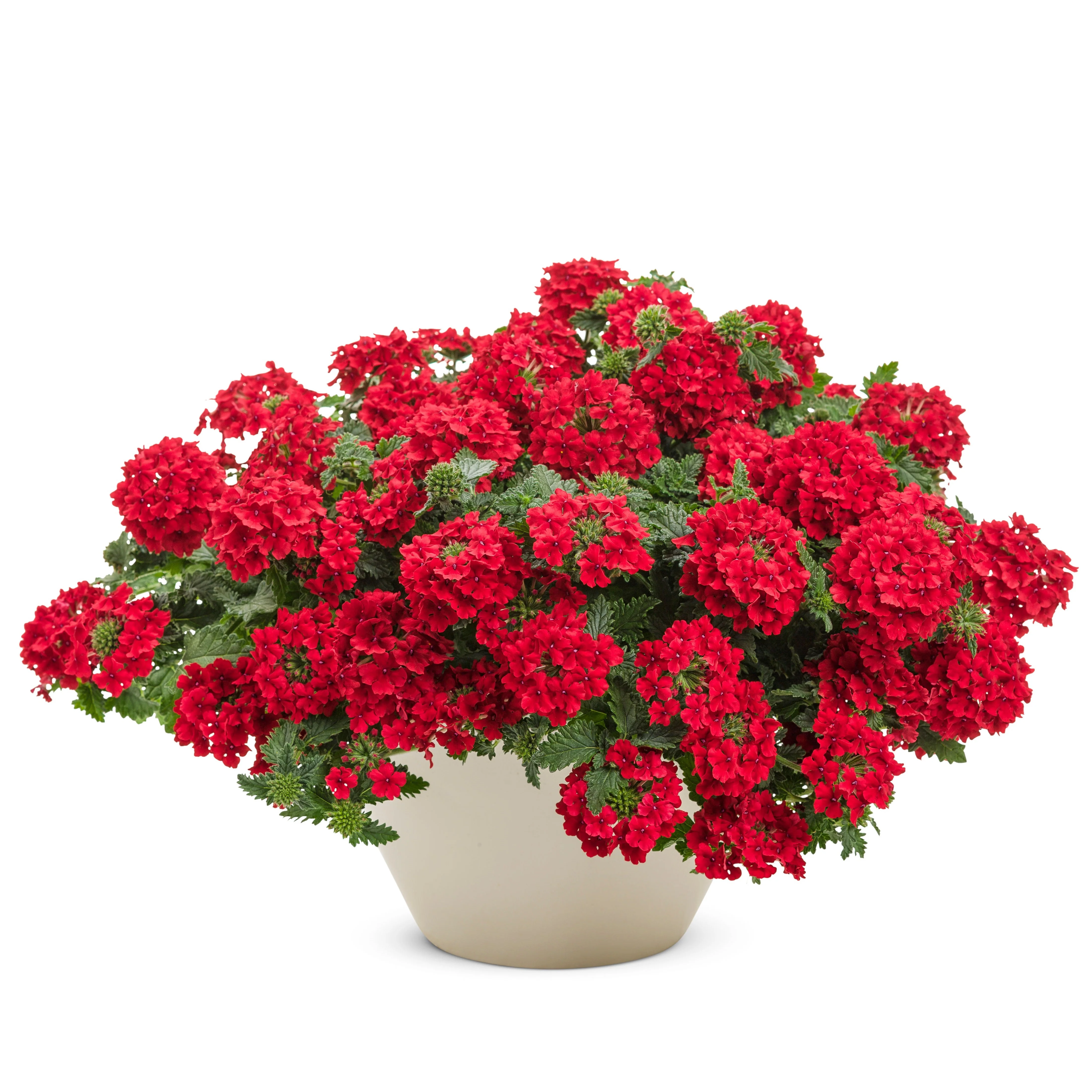 Superbena® Red Verbena - Image 4