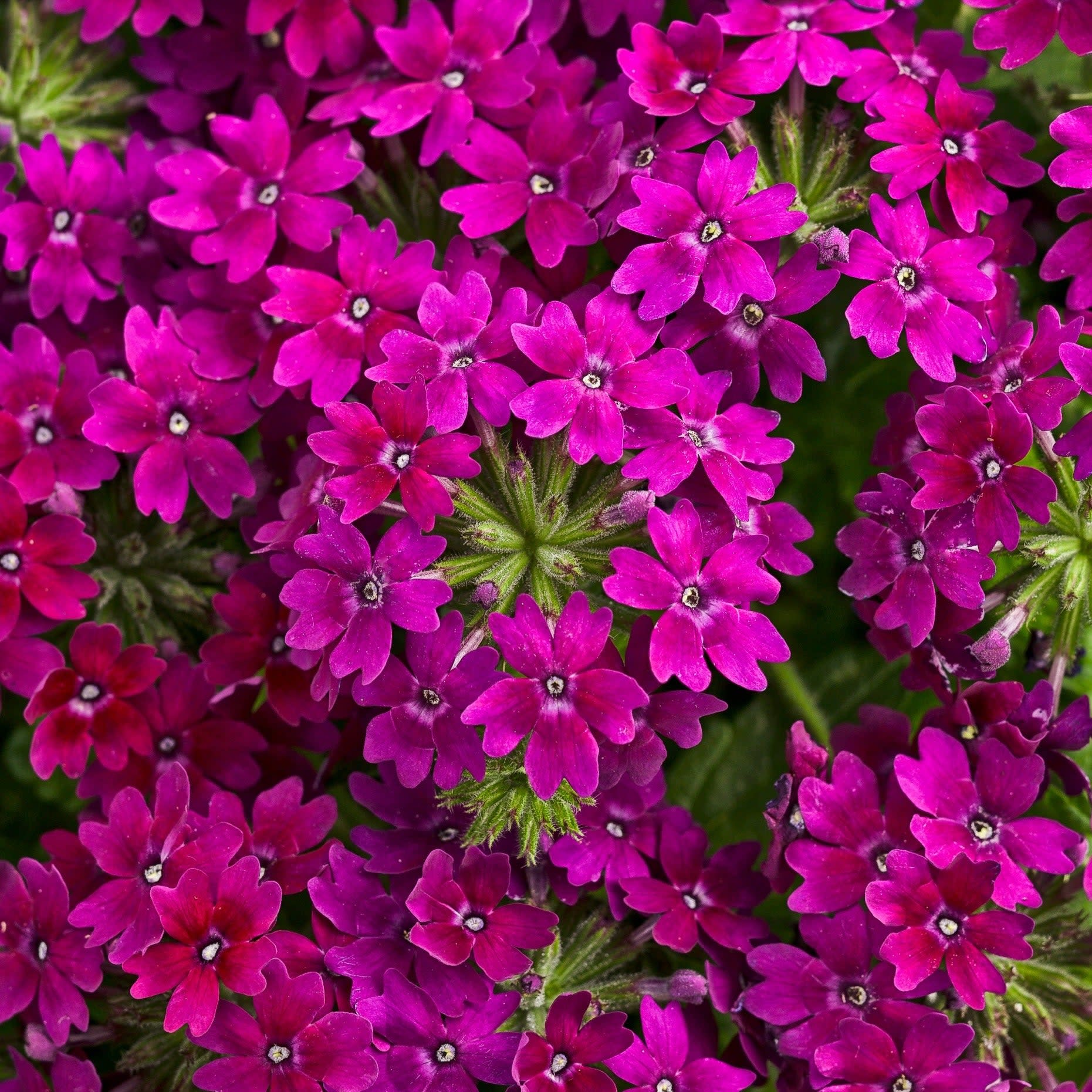 Superbena Royale® Plum Wine Verbena