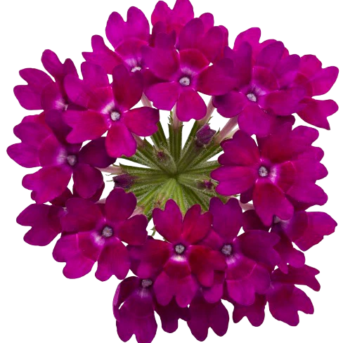 Superbena Royale® Plum Wine Verbena - Image 12