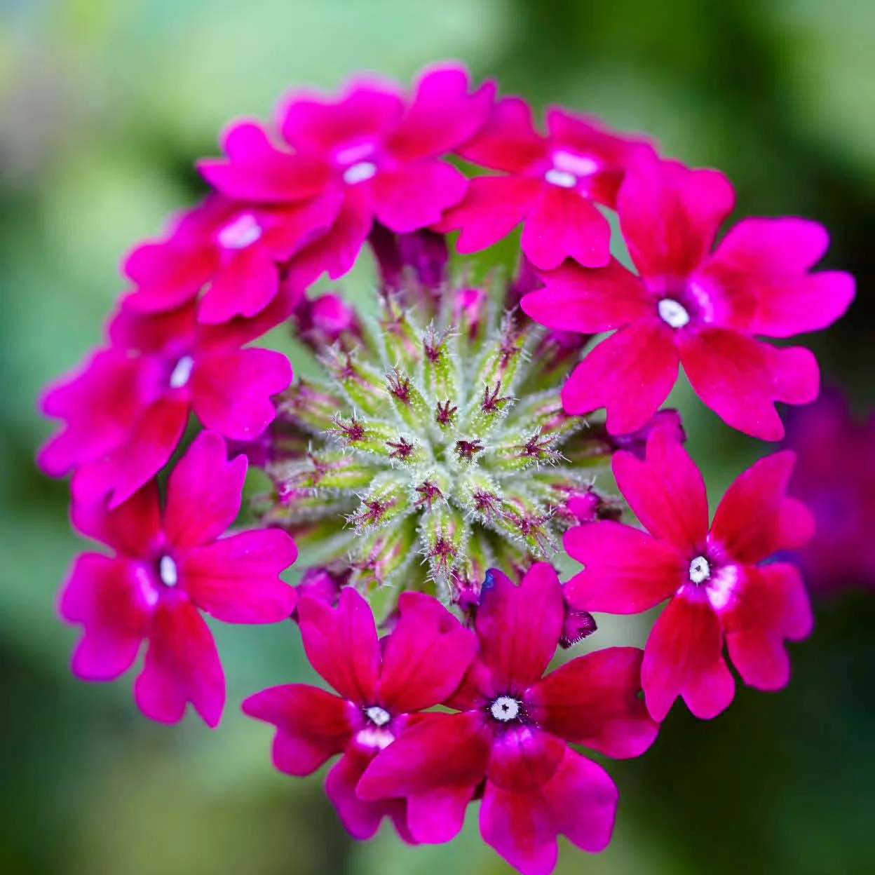 Superbena Royale® Plum Wine Verbena - Image 2