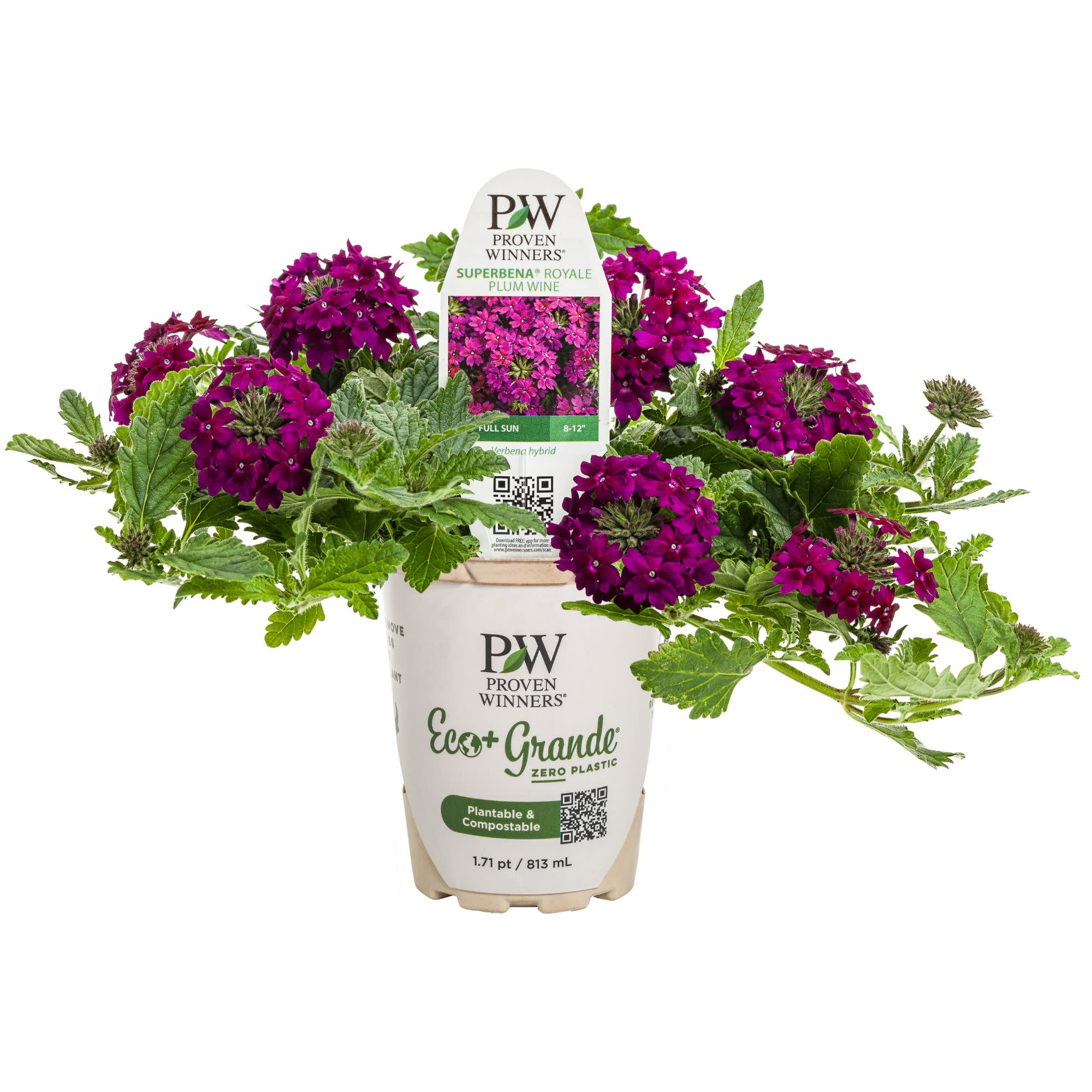 Superbena Royale® Plum Wine Verbena - Image 3