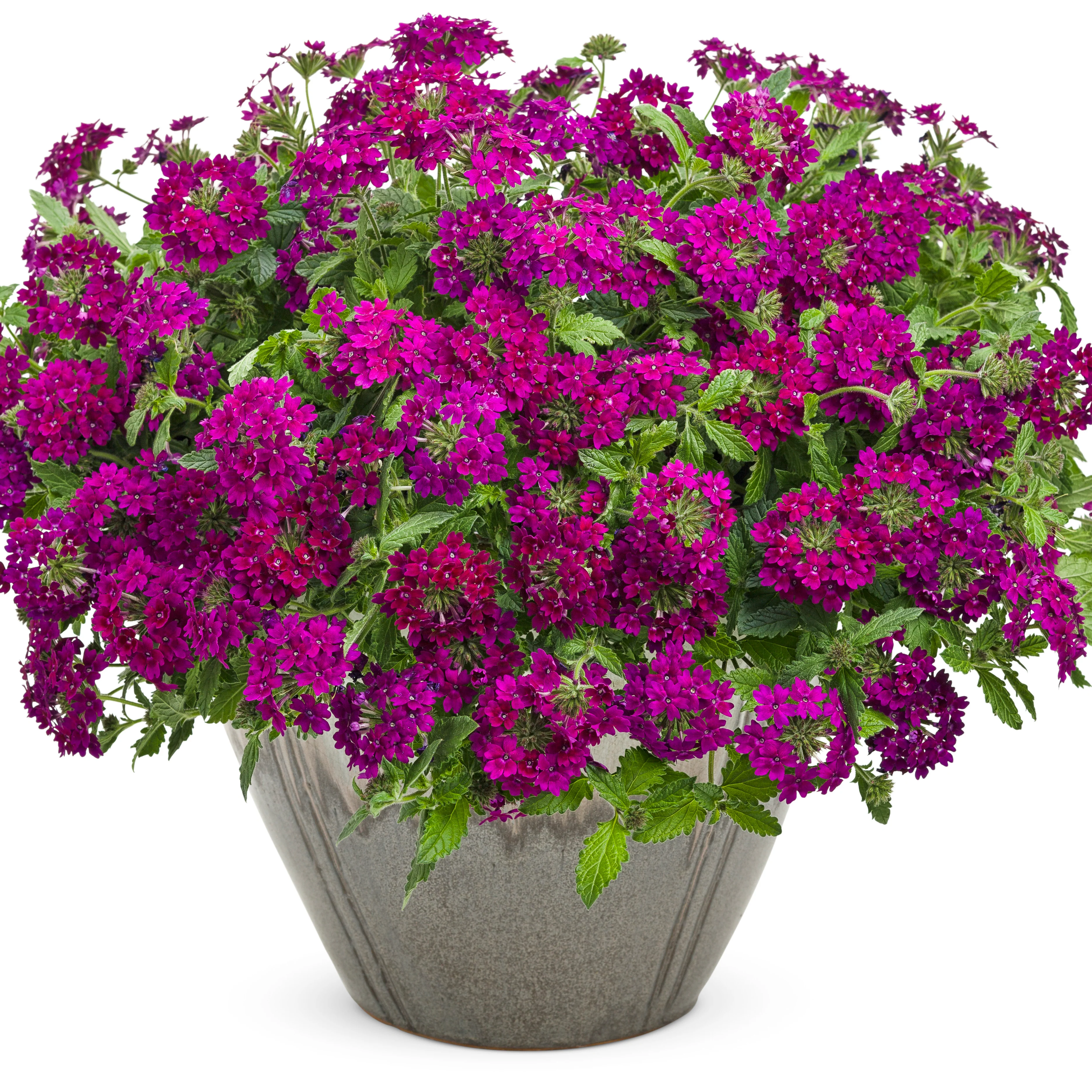 Superbena Royale® Plum Wine Verbena - Image 5