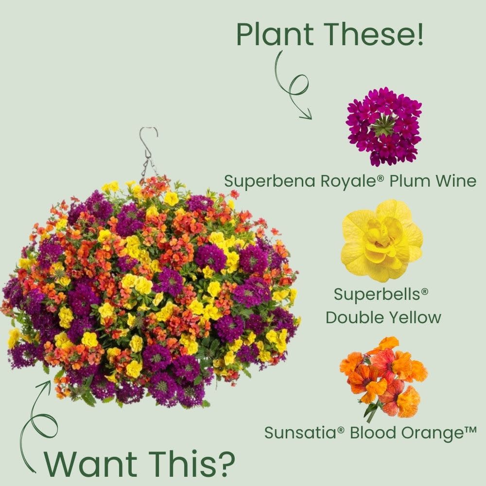 Superbena Royale® Plum Wine Verbena - Image 6