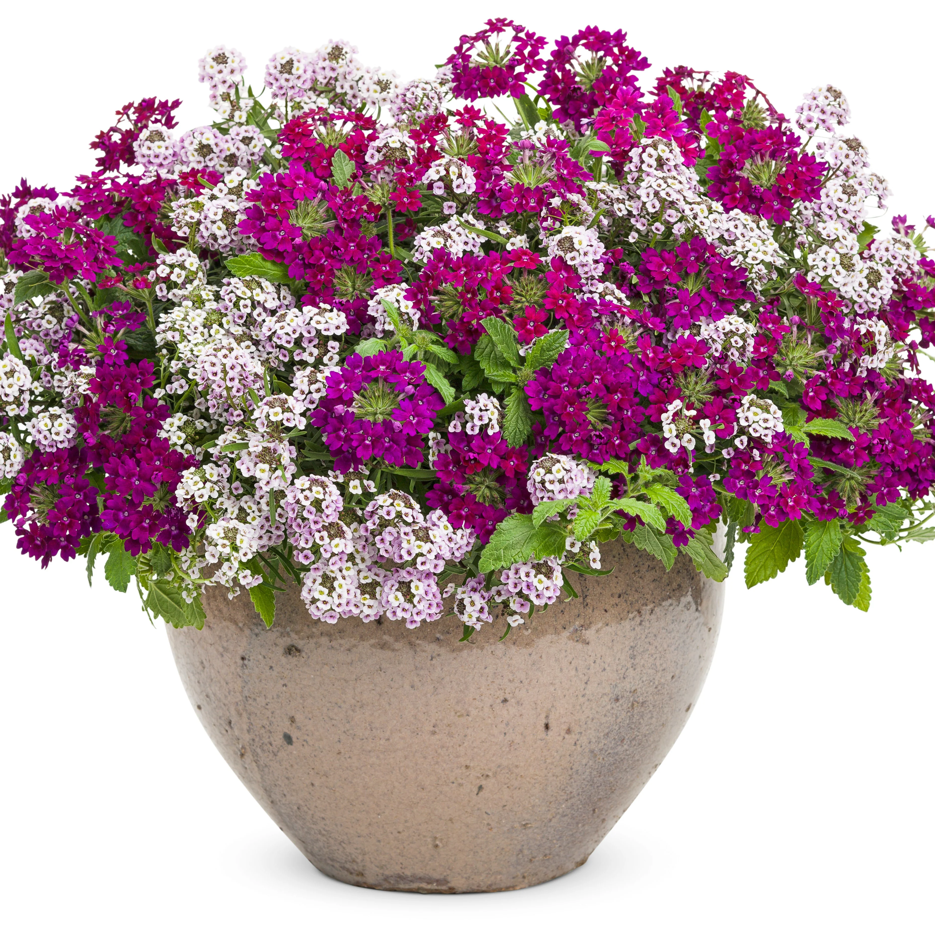Superbena Royale® Plum Wine Verbena - Image 7