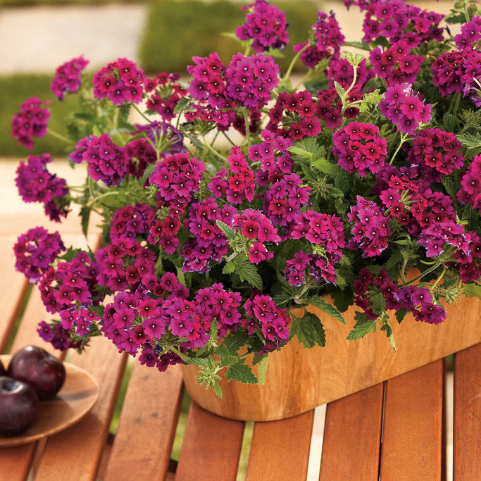 Superbena Royale® Plum Wine Verbena - Image 9
