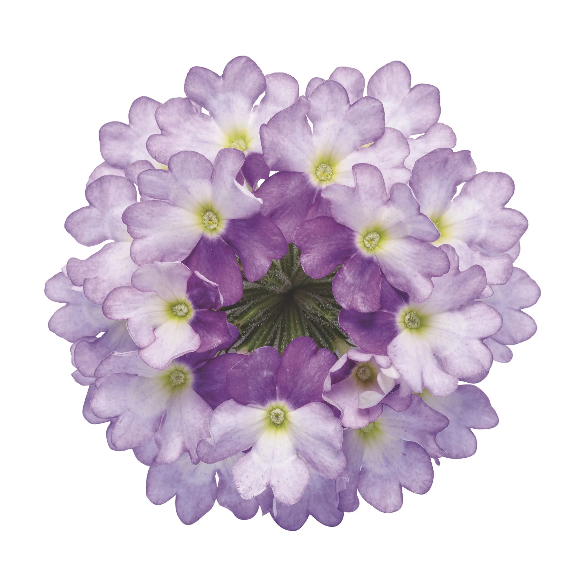 Superbena Sparkling® Amethyst Verbena - Image 10
