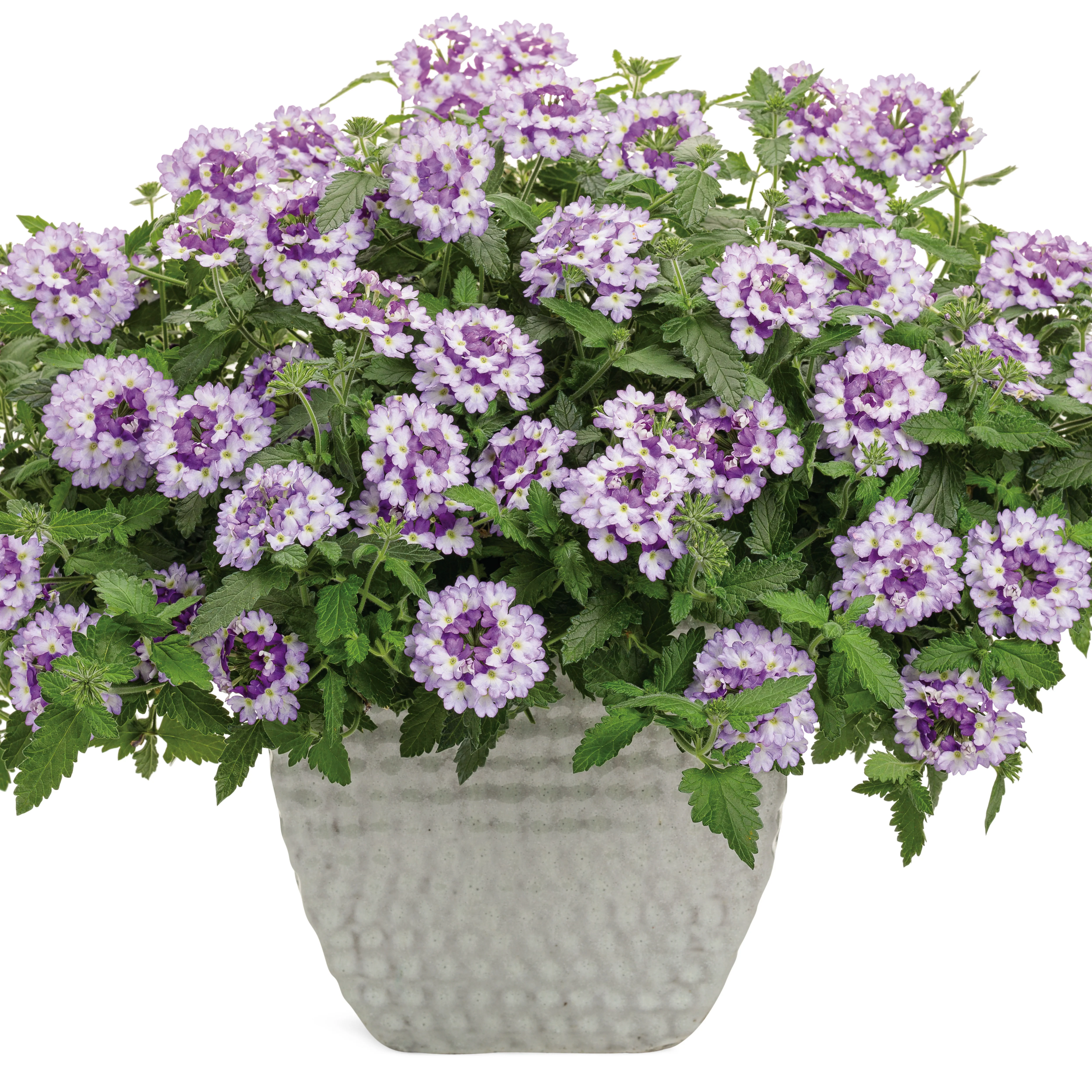 Superbena Sparkling® Amethyst Verbena - Image 4