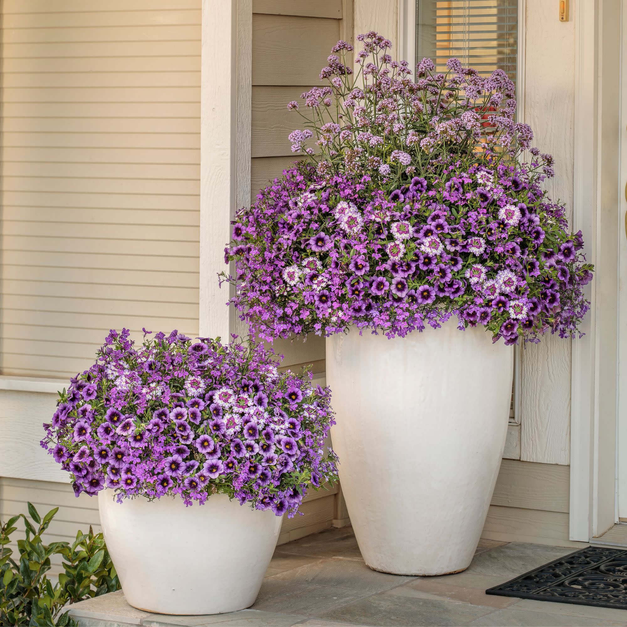 Superbena Sparkling® Amethyst Verbena - Image 5