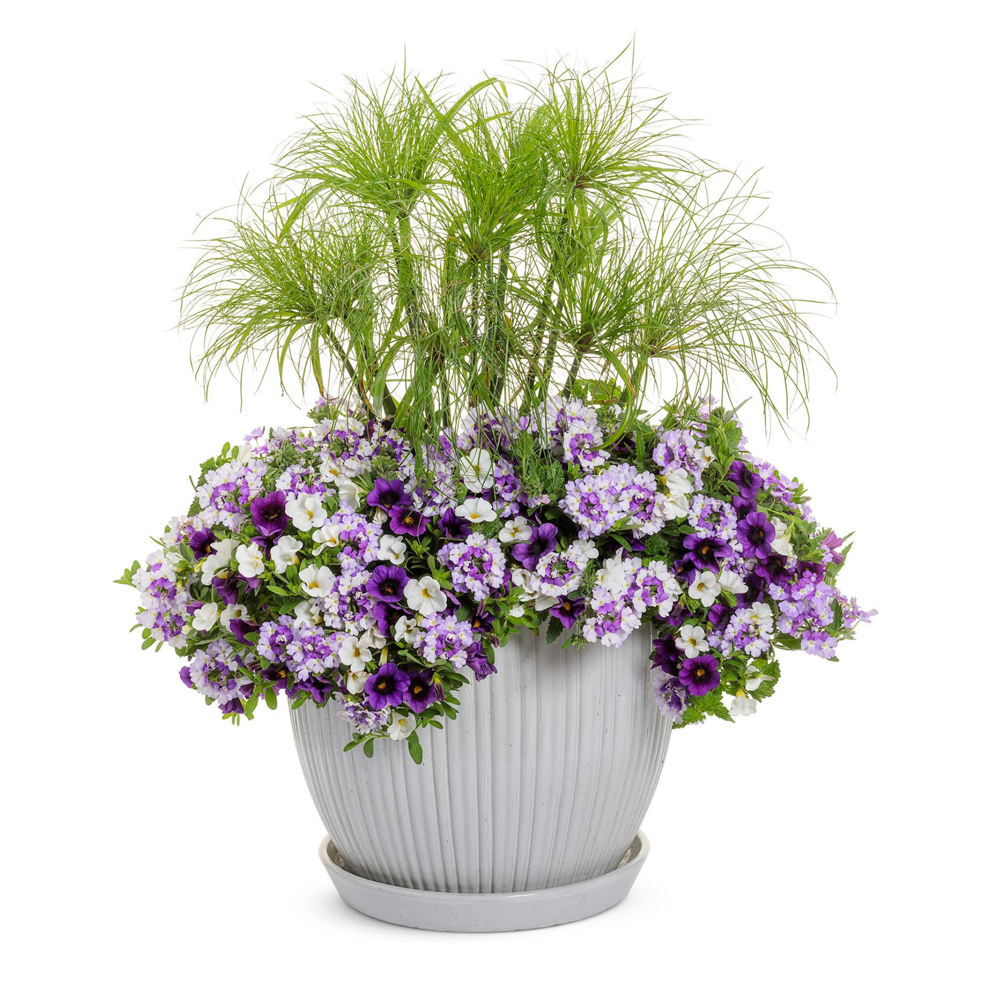 Superbena Sparkling® Amethyst Verbena - Image 7