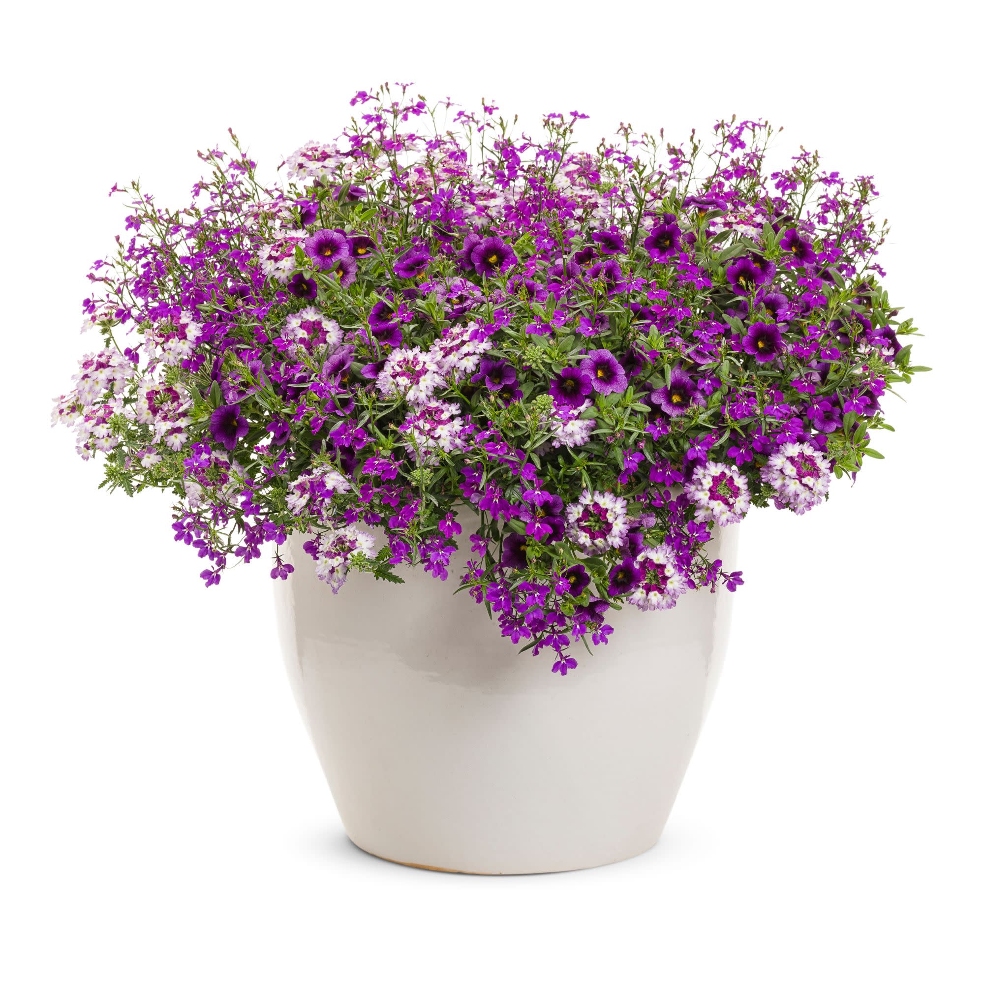 Superbena Sparkling® Amethyst Verbena - Image 8