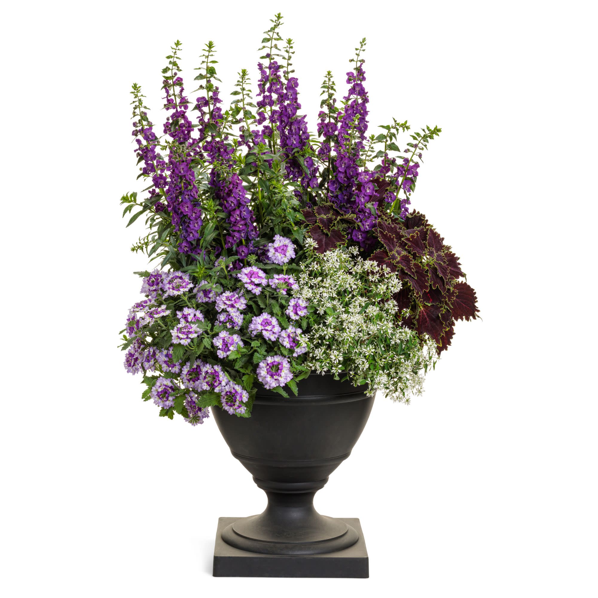 Superbena Sparkling® Amethyst Verbena - Image 9