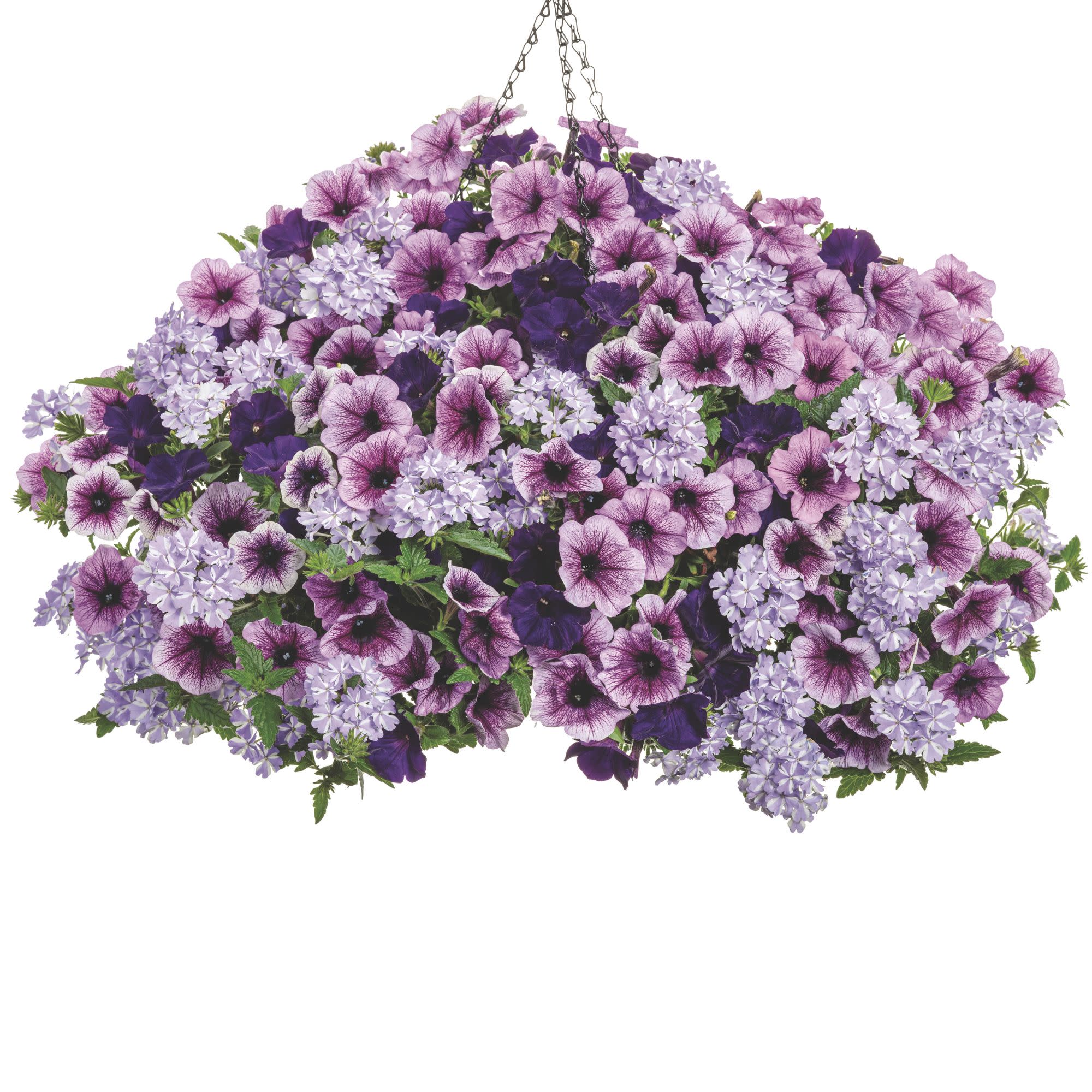 Superbena® Stormburst Verbena - Image 10