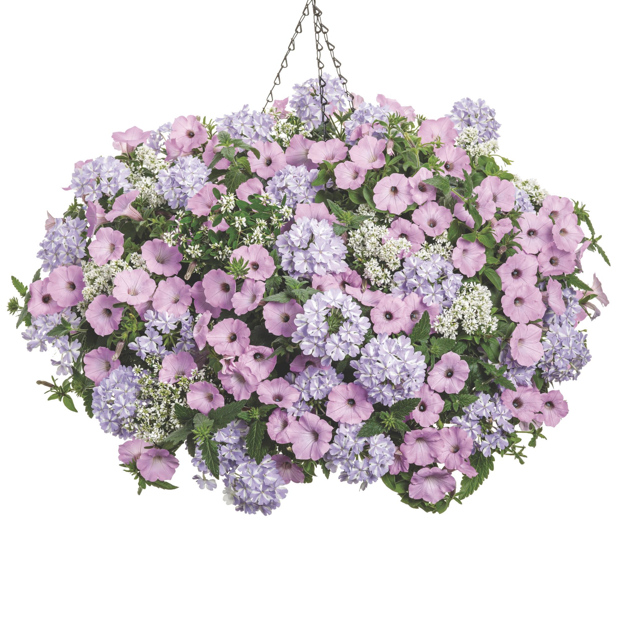 Superbena® Stormburst Verbena - Image 11