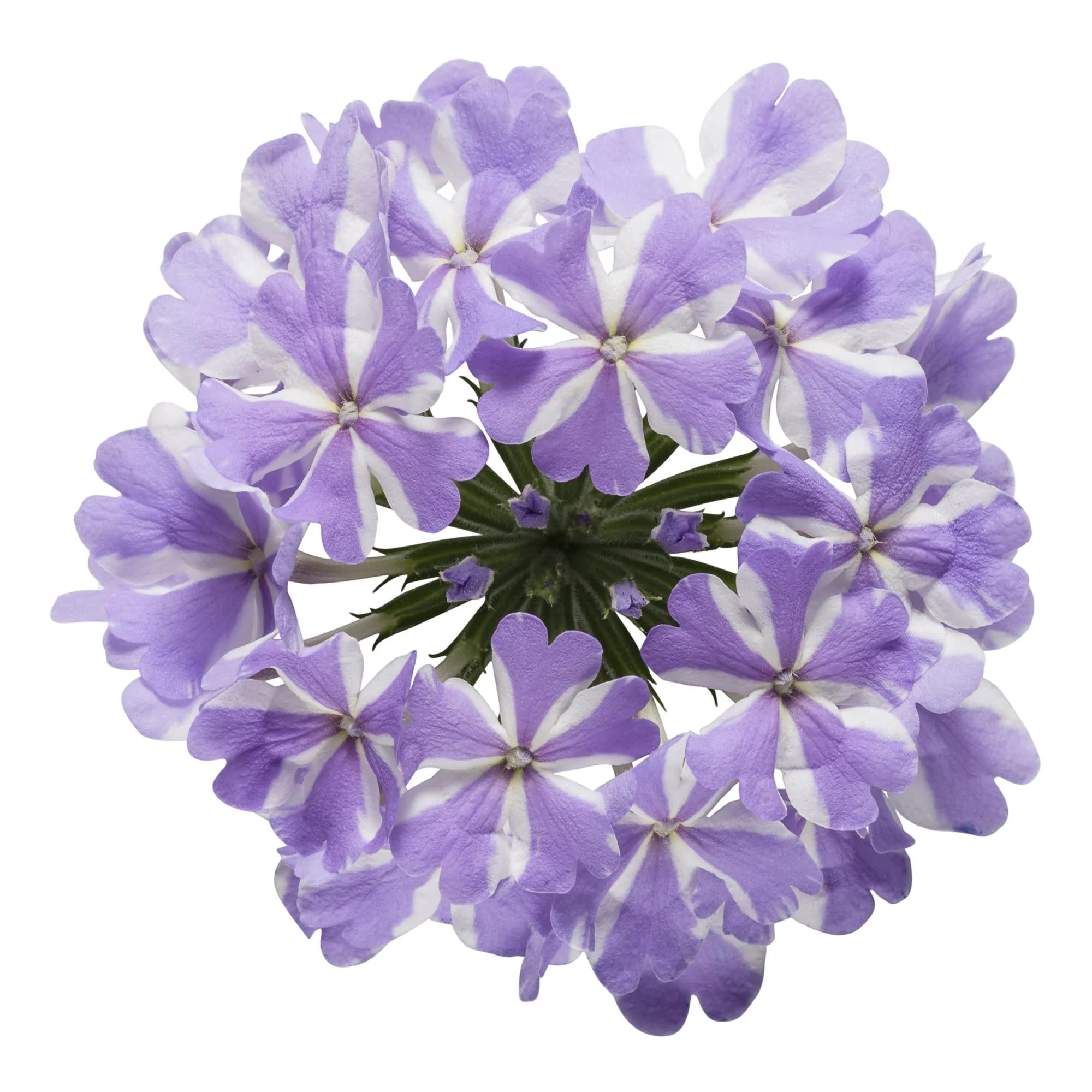 Superbena® Stormburst Verbena - Image 12