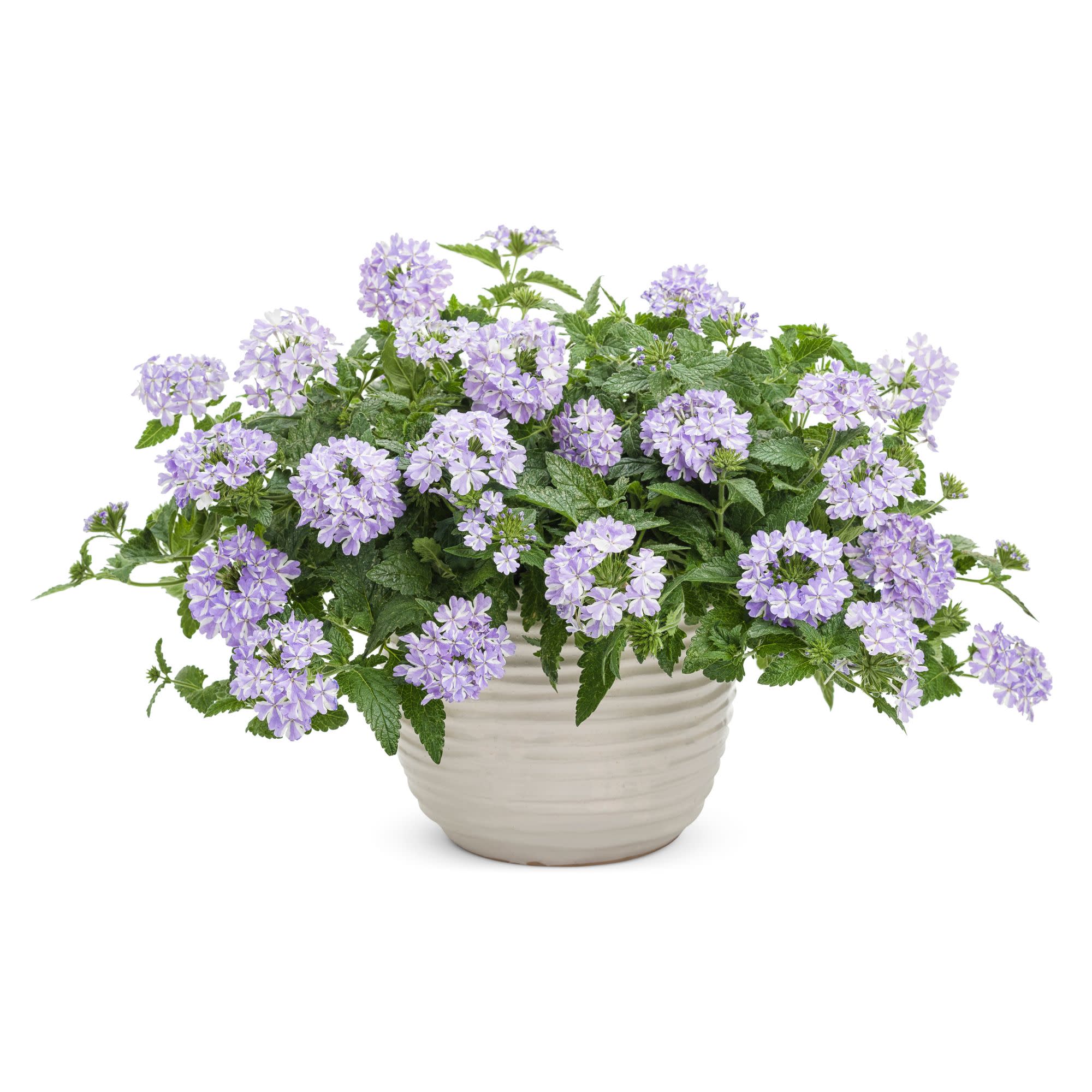 Superbena® Stormburst Verbena - Image 4