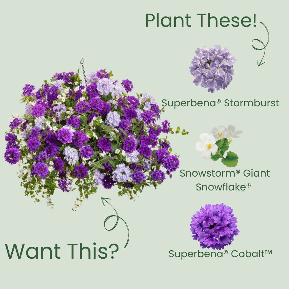 Superbena® Stormburst Verbena - Image 5
