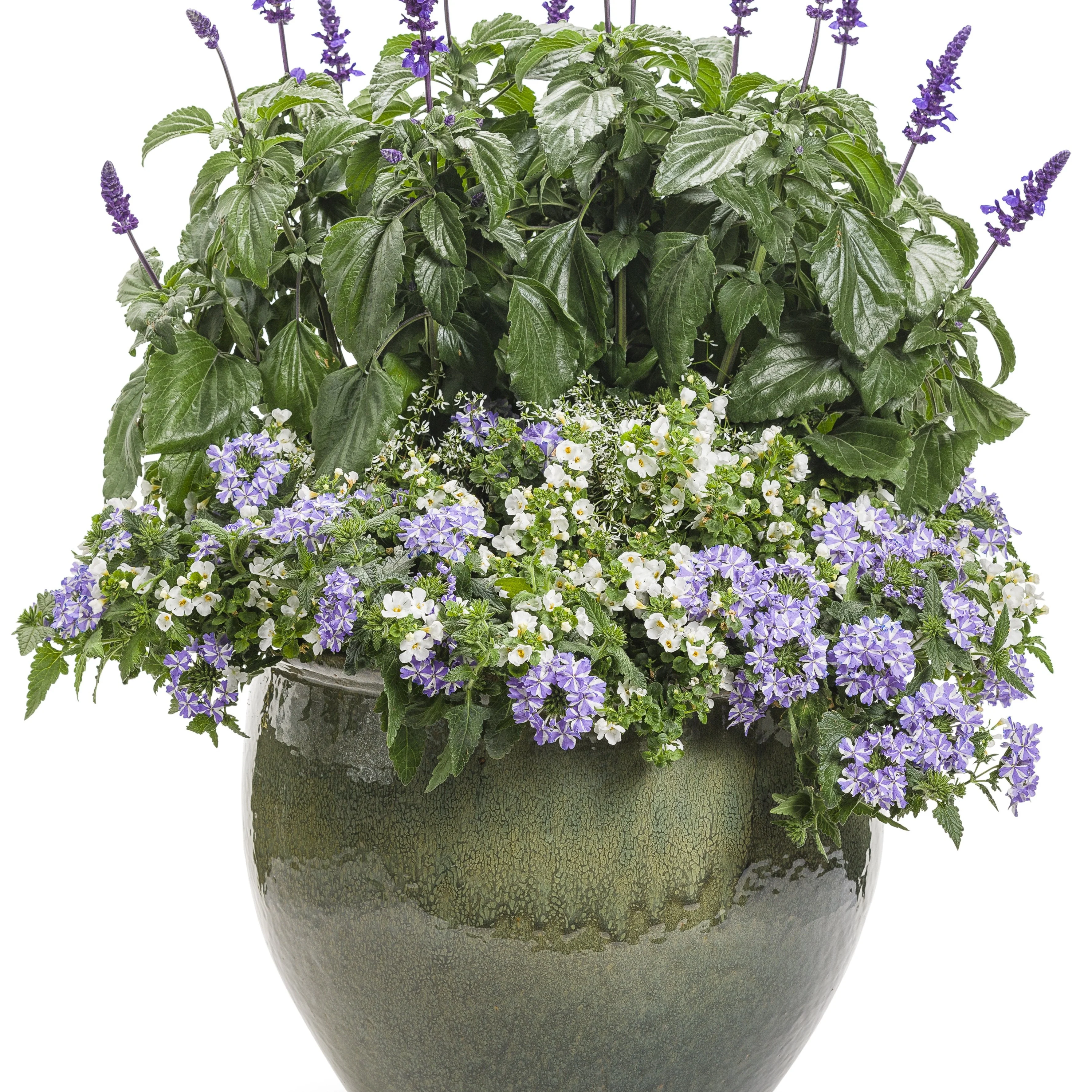 Superbena® Stormburst Verbena - Image 7