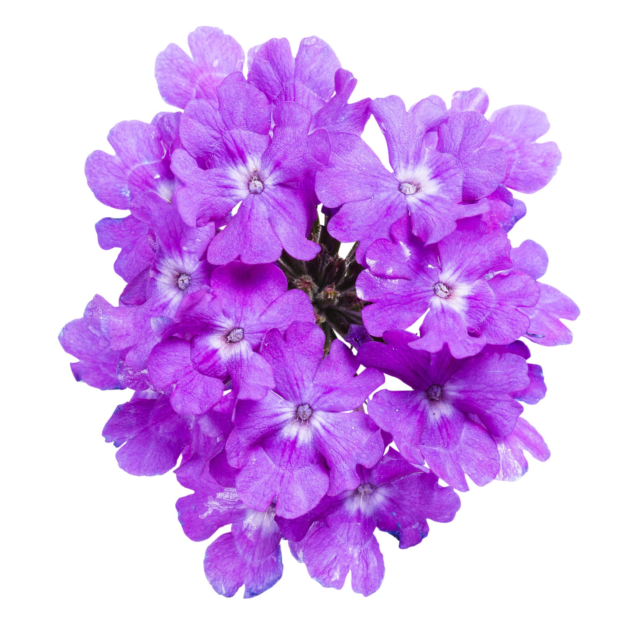 Superbena® Violet Ice Verbena - Image 8