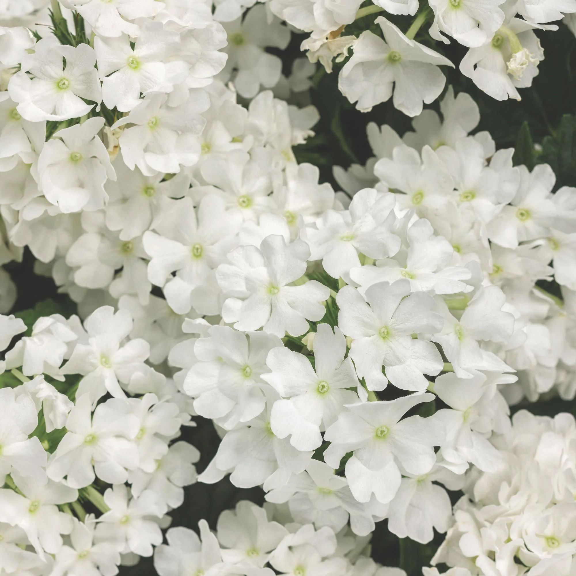 Superbena® Whiteout™ Verbena
