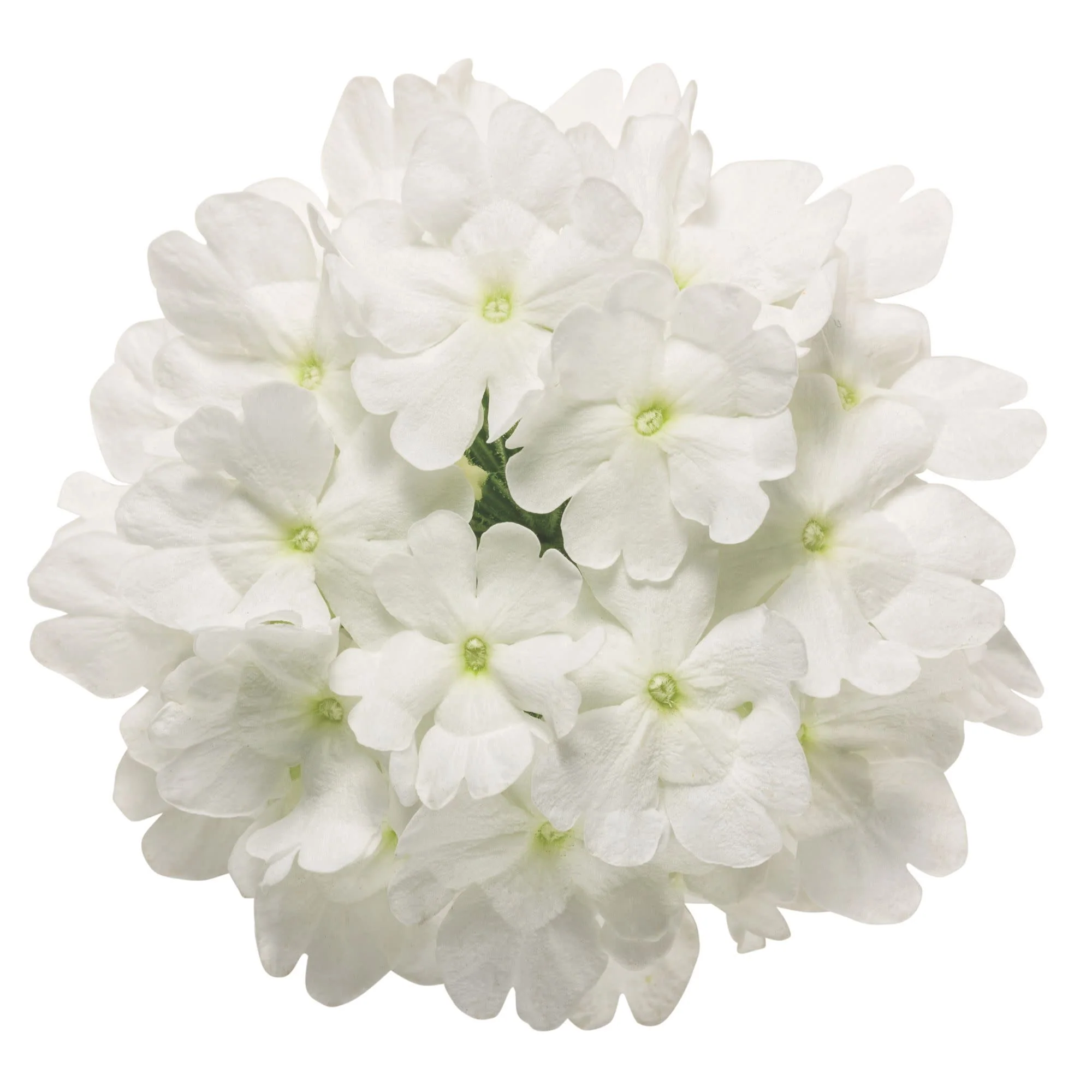 Superbena® Whiteout™ Verbena - Image 11