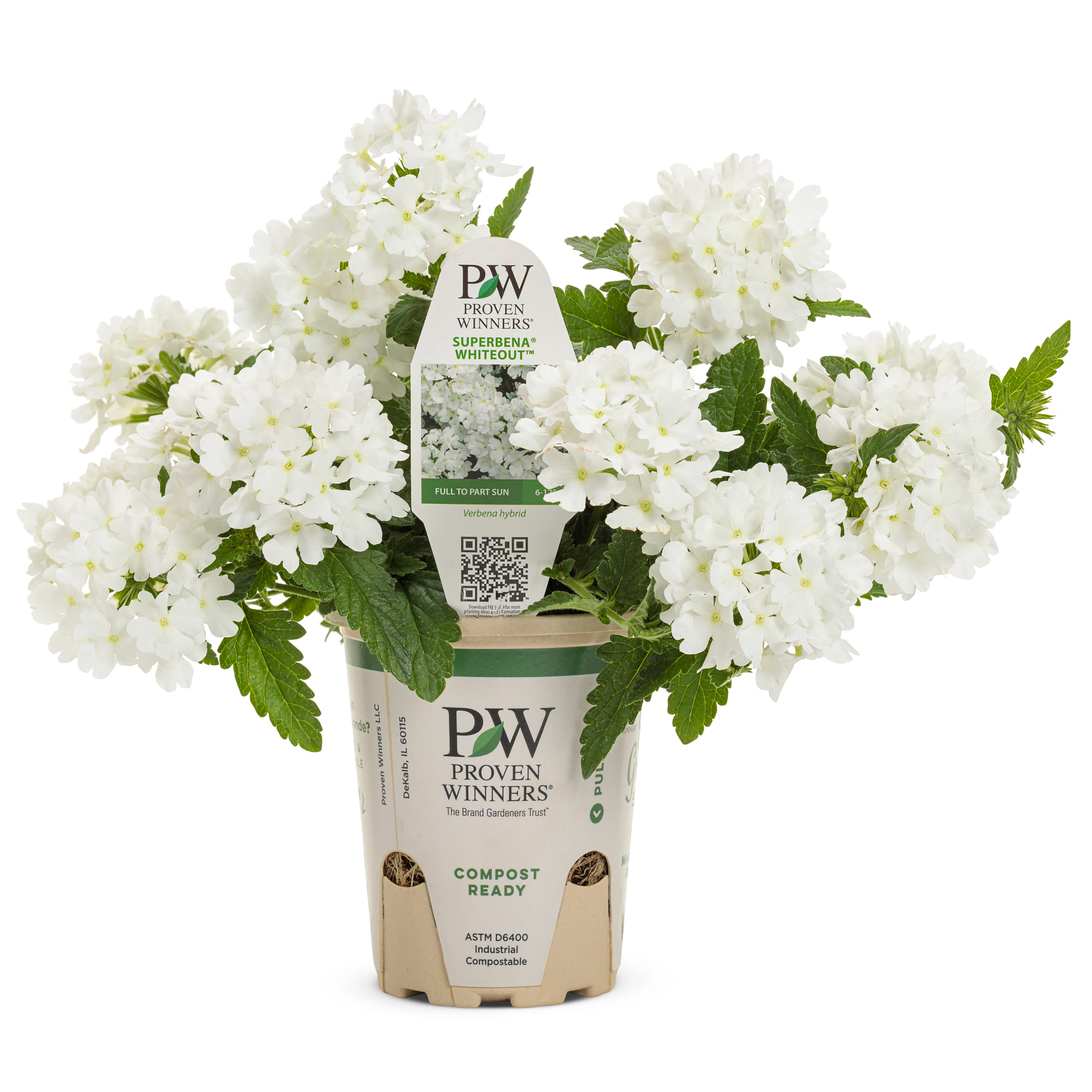 Superbena® Whiteout™ Verbena - Image 2