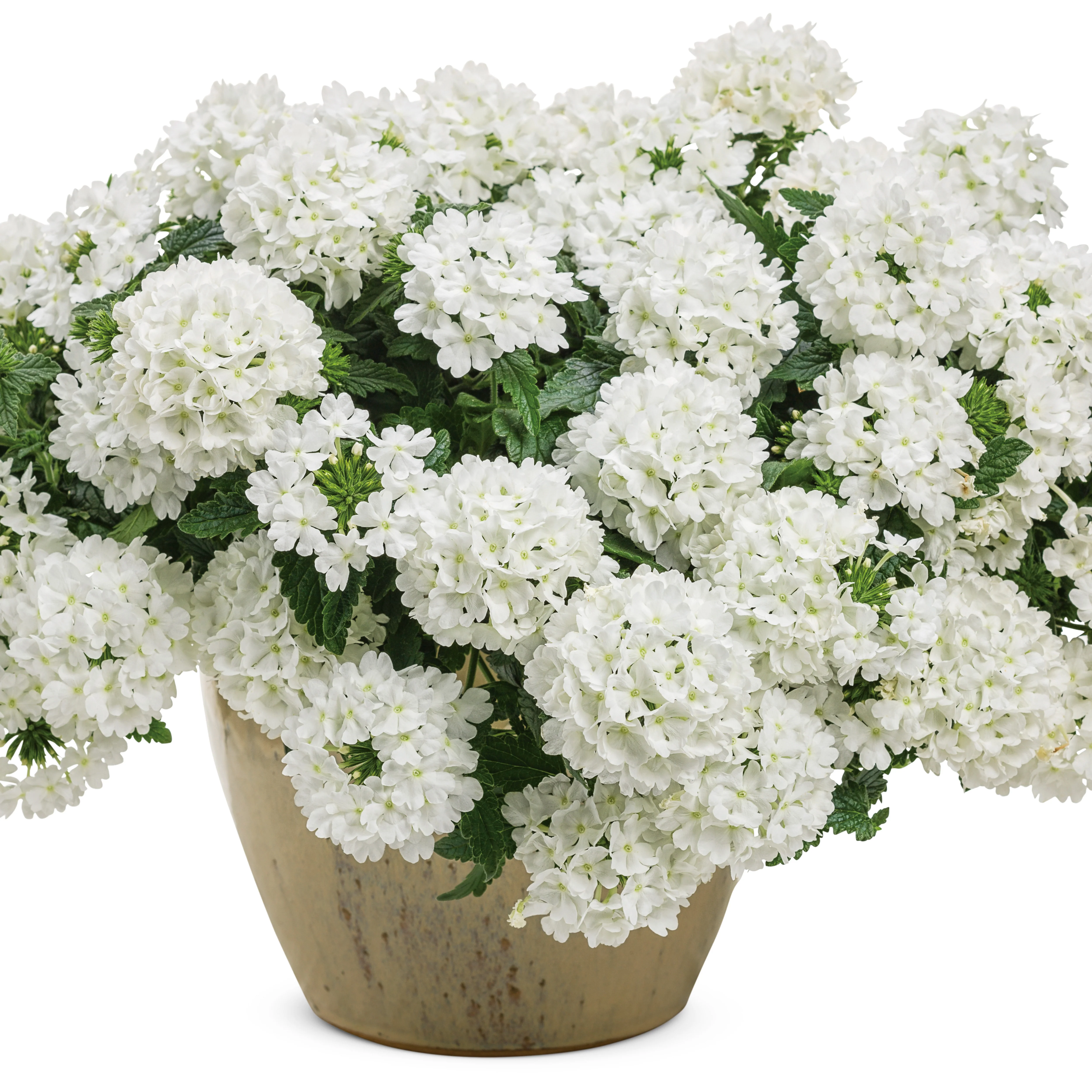 Superbena® Whiteout™ Verbena - Image 4