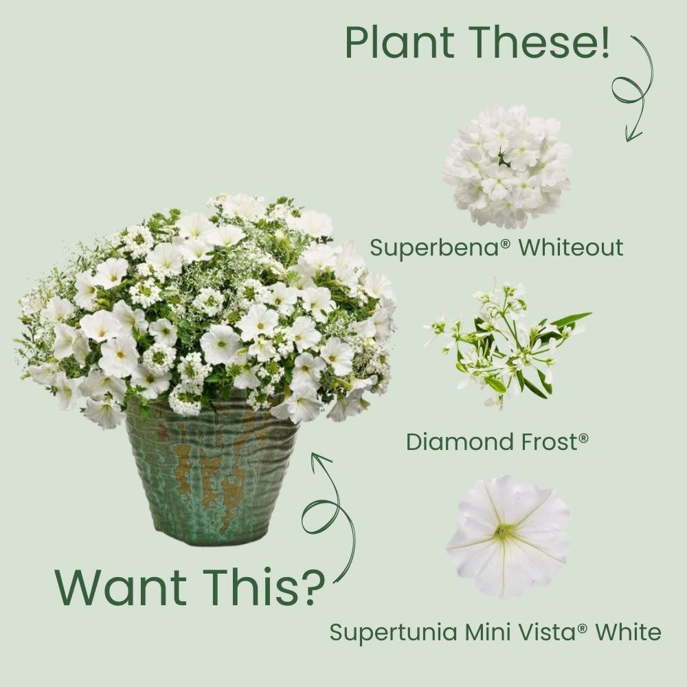 Superbena® Whiteout™ Verbena - Image 5