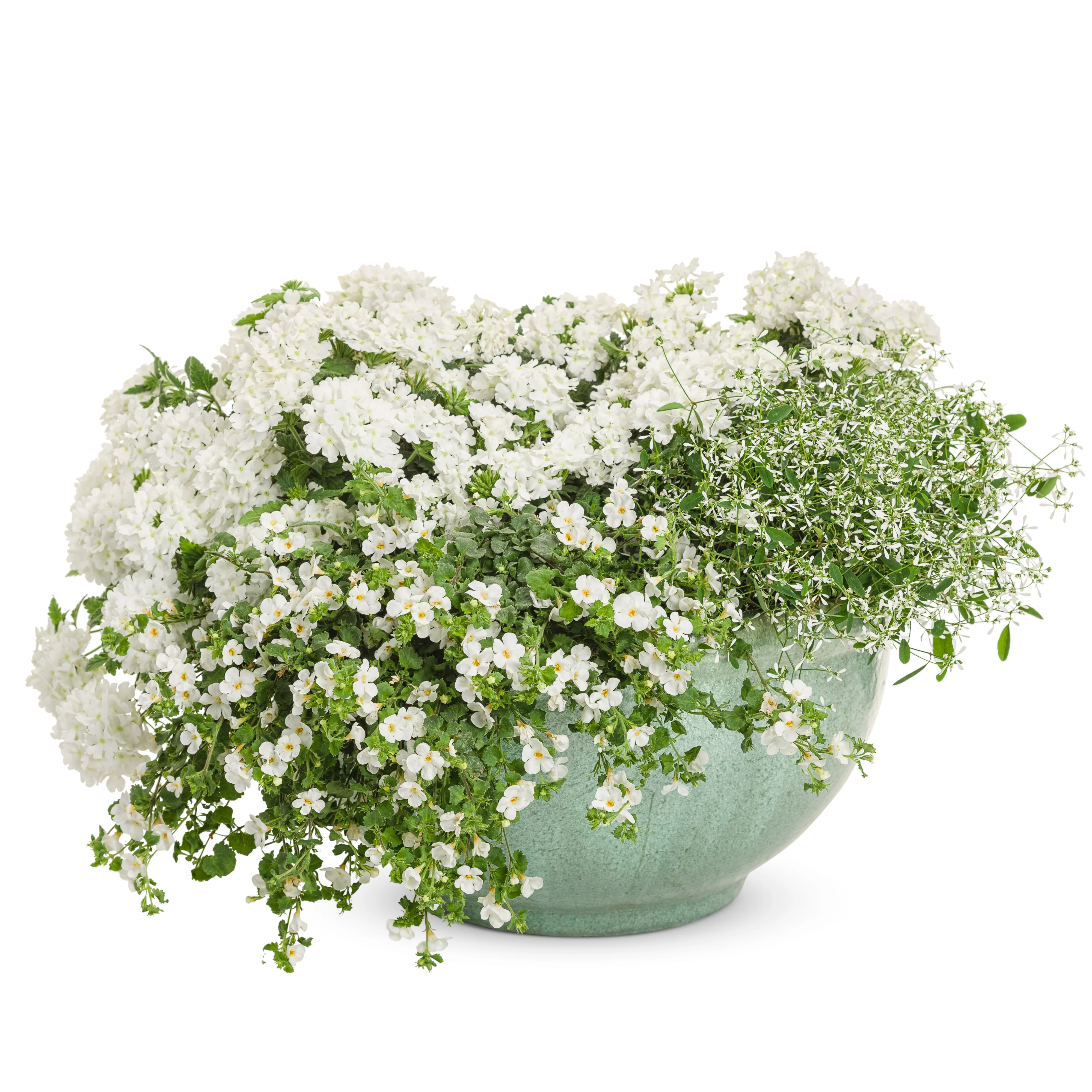 Superbena® Whiteout™ Verbena - Image 6