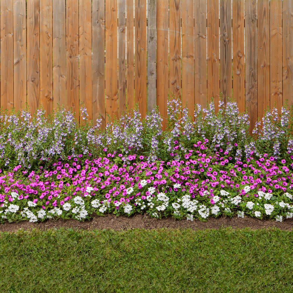 Superbena® Whiteout™ Verbena - Image 8