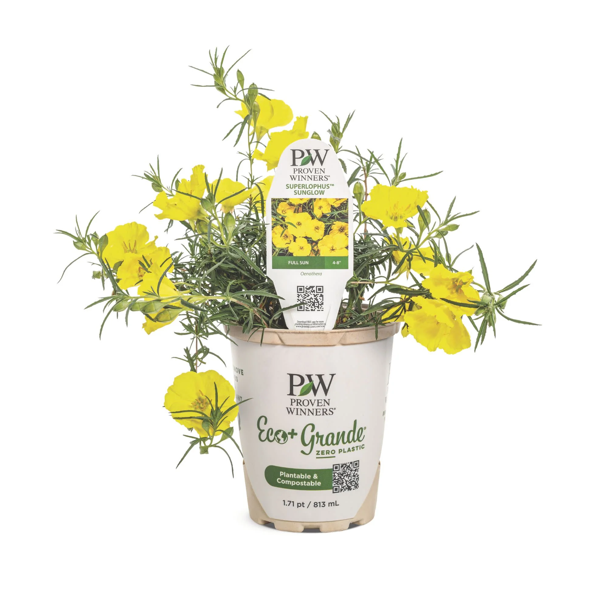 Superlophus™ Sunglow Texas Primrose (Oenothera hybrid) - Image 2