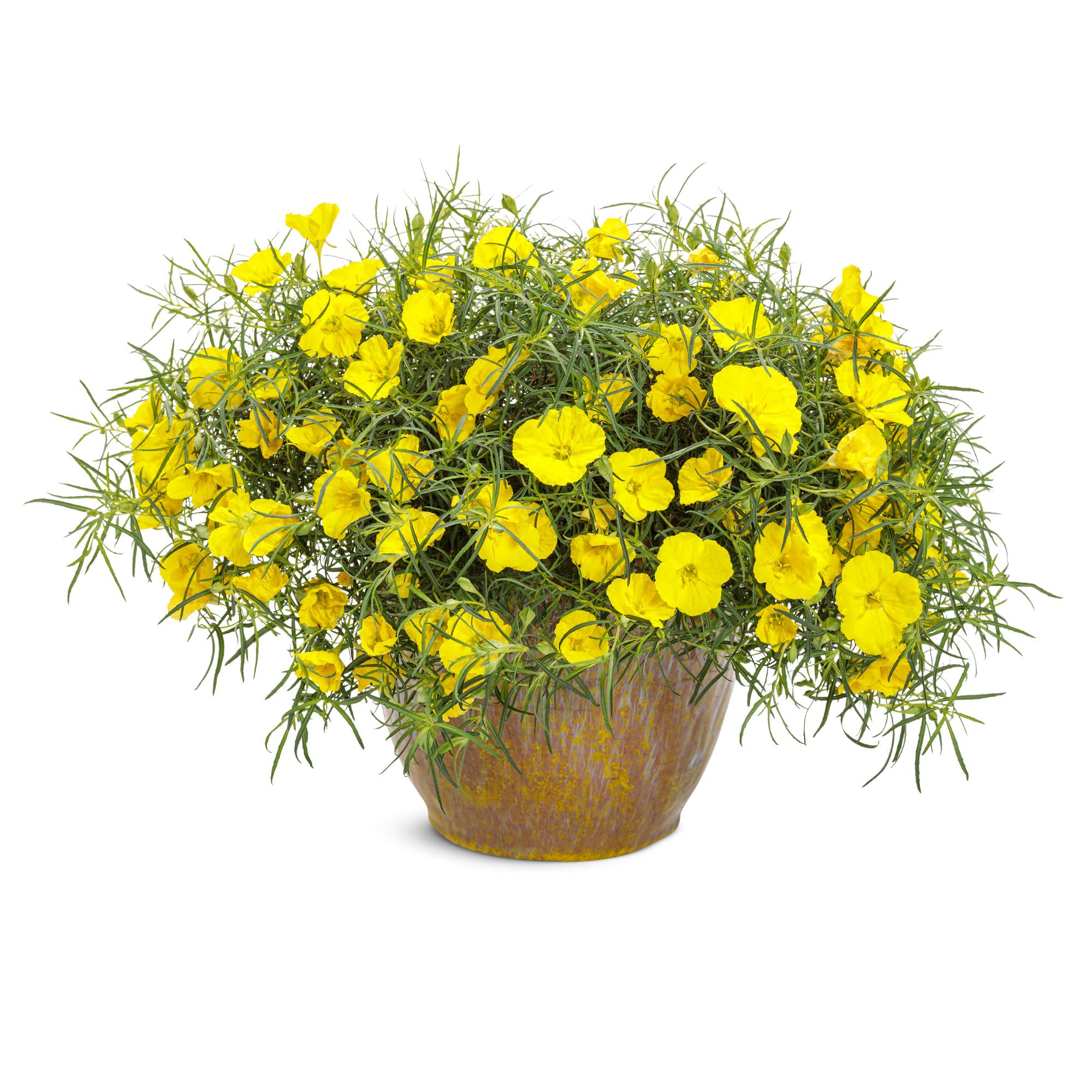 Superlophus™ Sunglow Texas Primrose (Oenothera hybrid) - Image 4