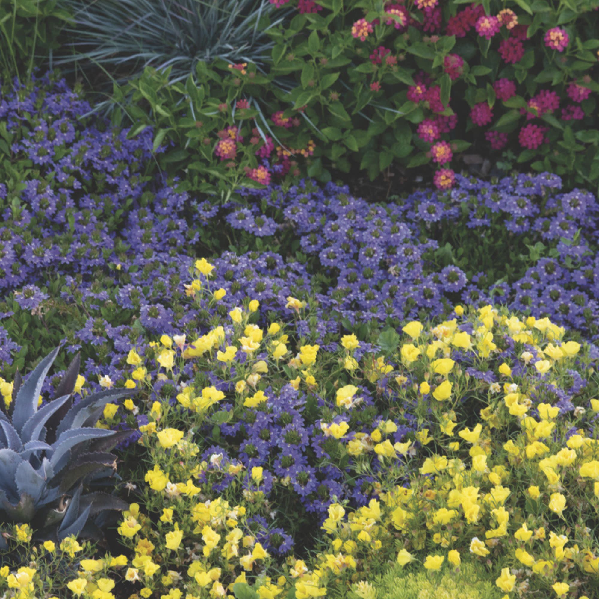 Superlophus™ Sunglow Texas Primrose (Oenothera hybrid) - Image 6