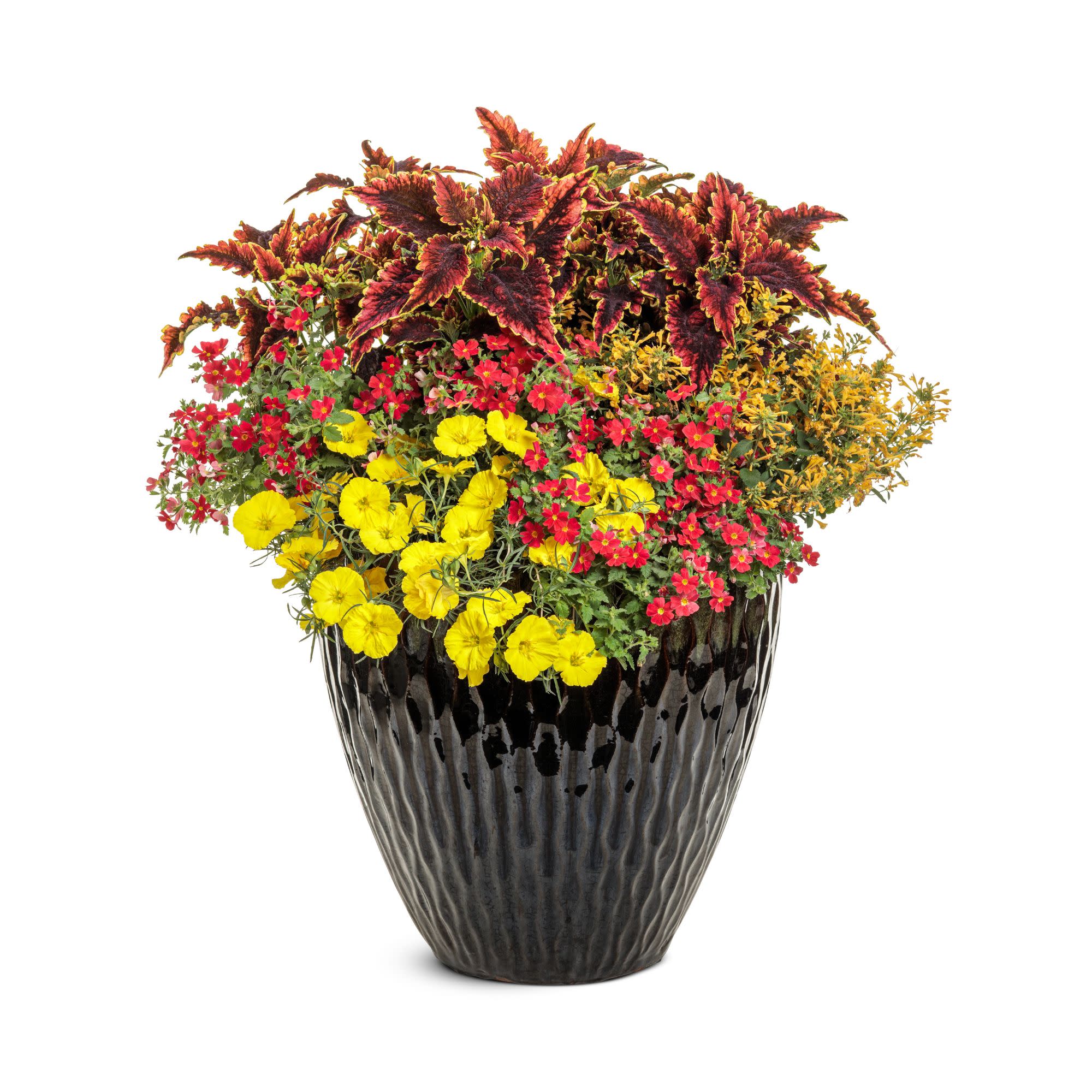 Superlophus™ Sunglow Texas Primrose (Oenothera hybrid) - Image 7