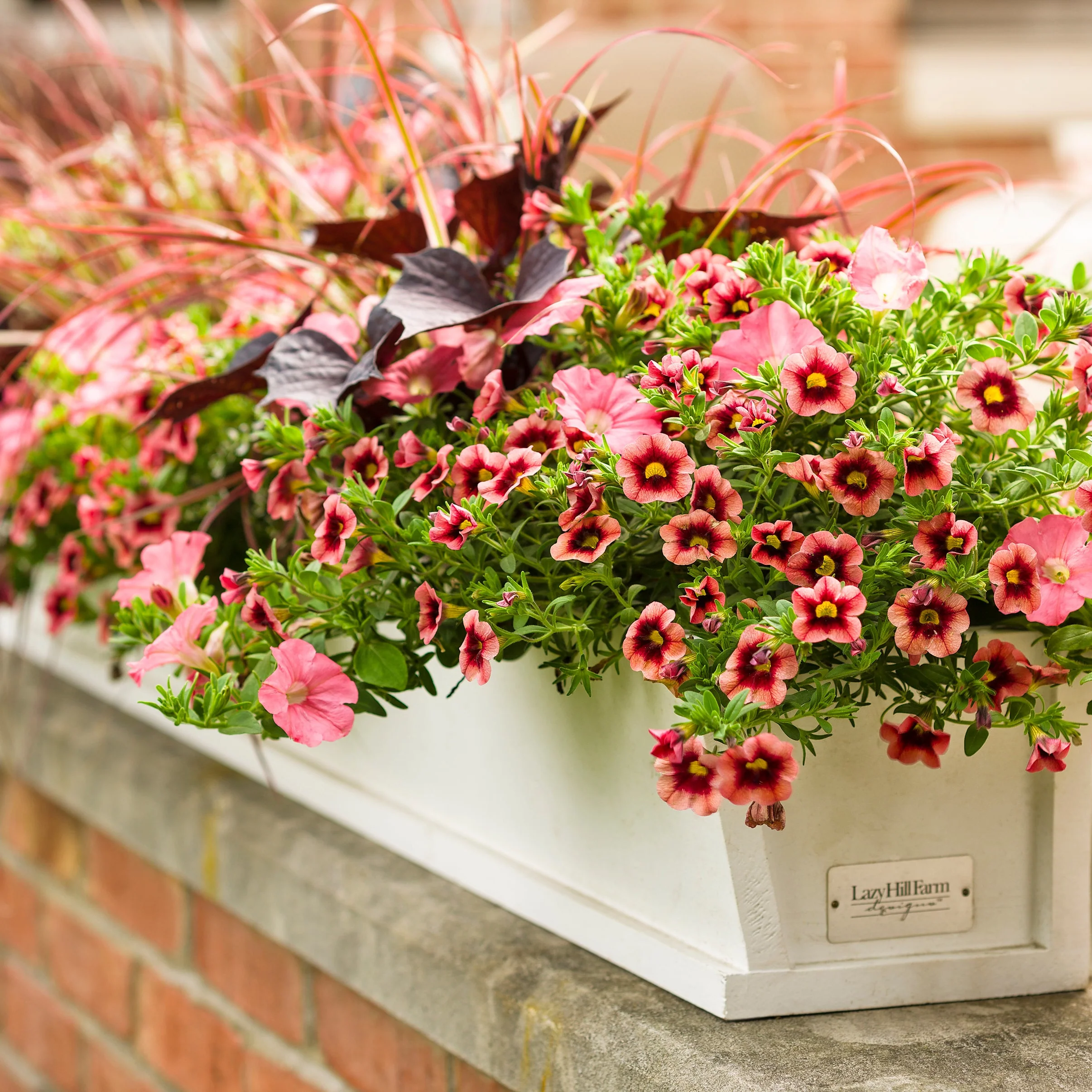 Supertunia® Bermuda Beach® Petunia - Image 7
