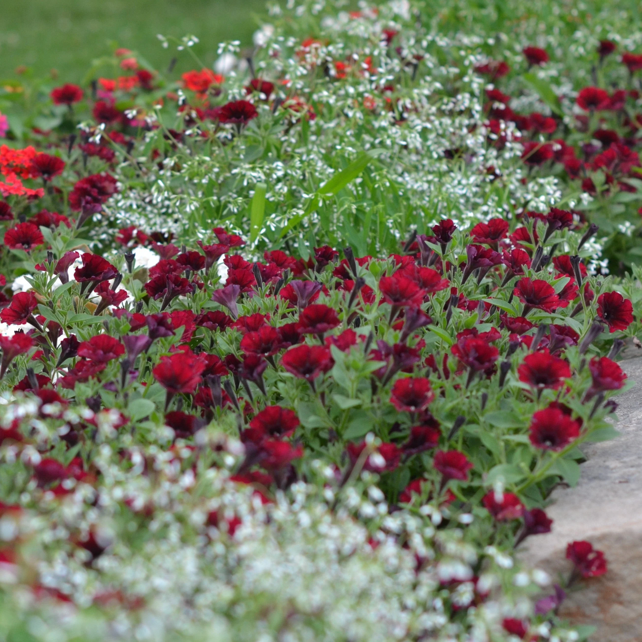 Supertunia® Black Cherry® Petunia - Image 6