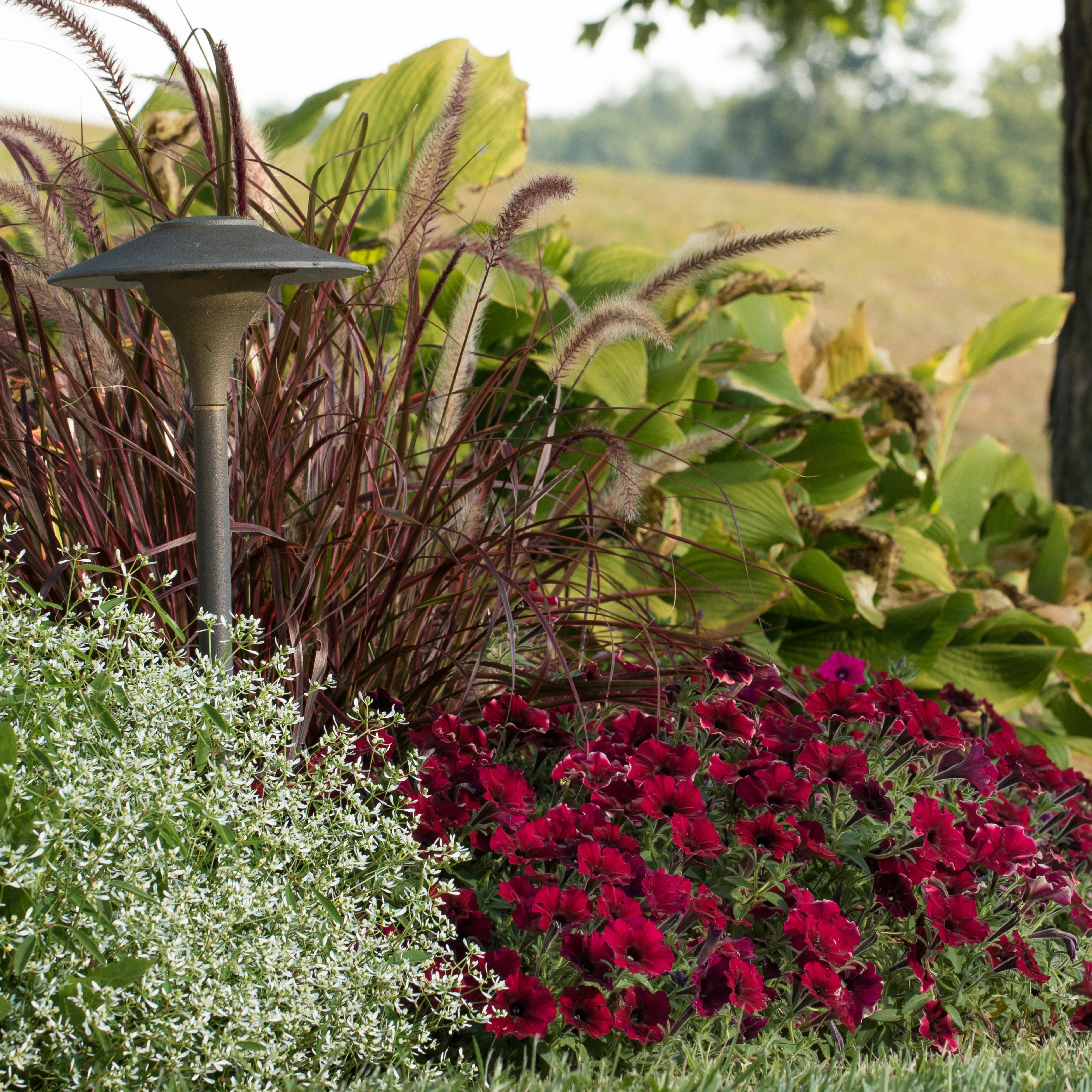 Supertunia® Black Cherry® Petunia - Image 7